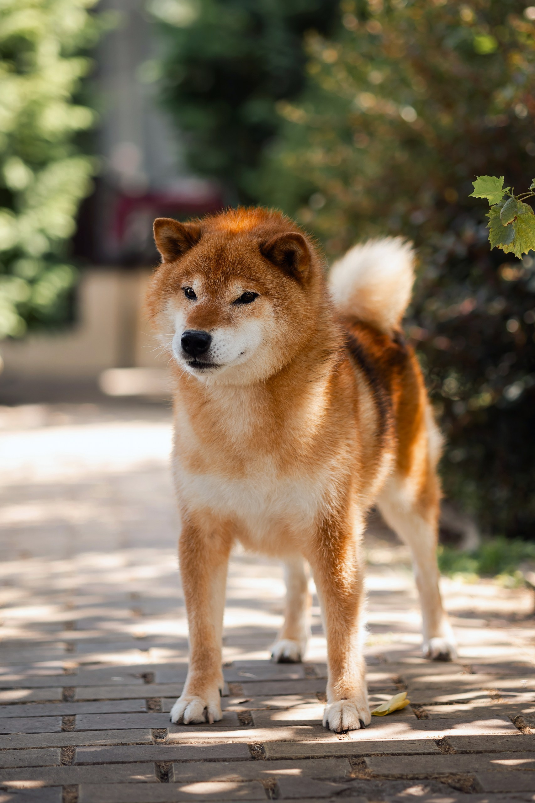 TOYOKHARA SHIBA PRINCE OF MY HEART. Питомник сиба-ину «Sharm Grais» в Краснодаре