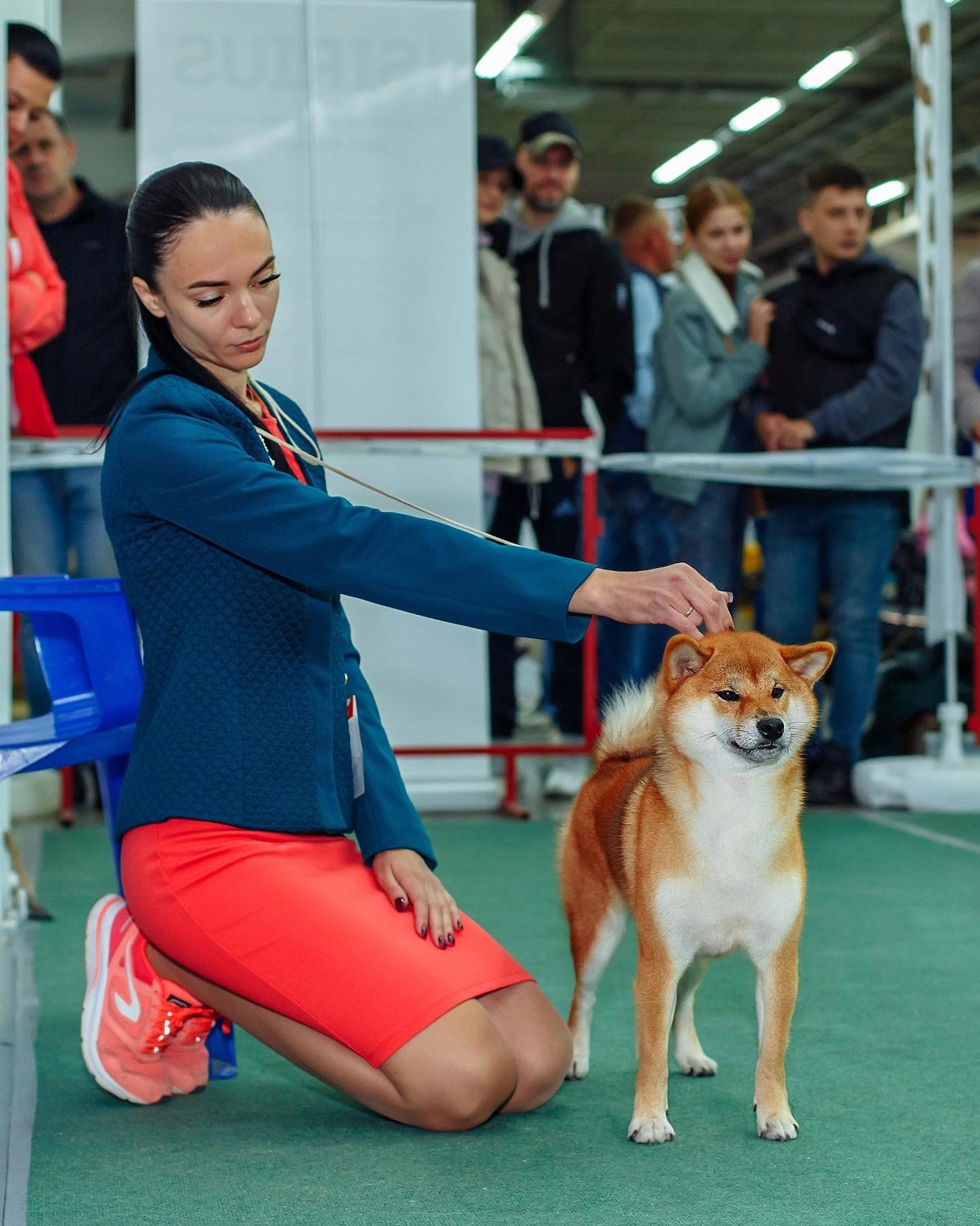 AKIRA HANAKO. Питомник сиба-ину «Sharm Grais» в Краснодаре