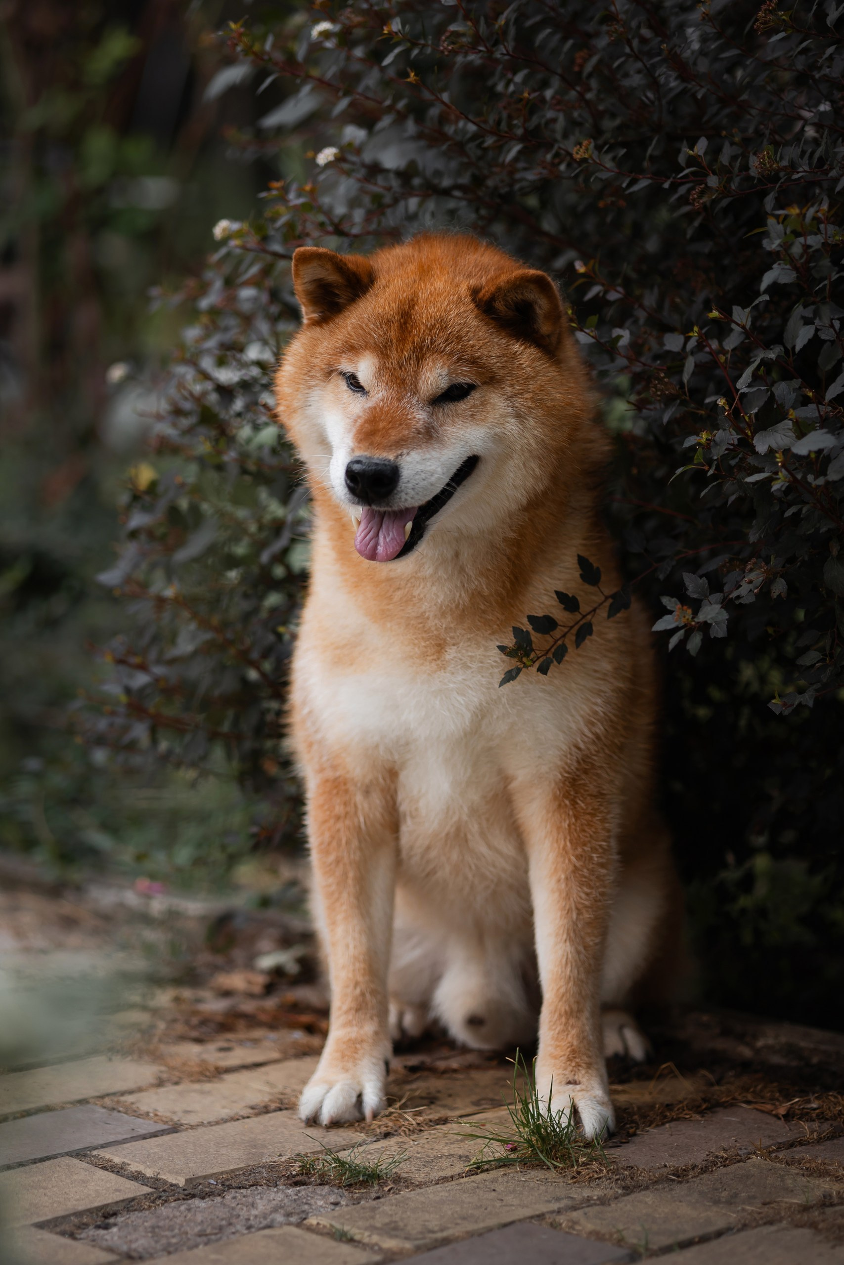 TOYOKHARA SHIBA PRINCE OF MY HEART. Питомник сиба-ину «Sharm Grais» в Краснодаре