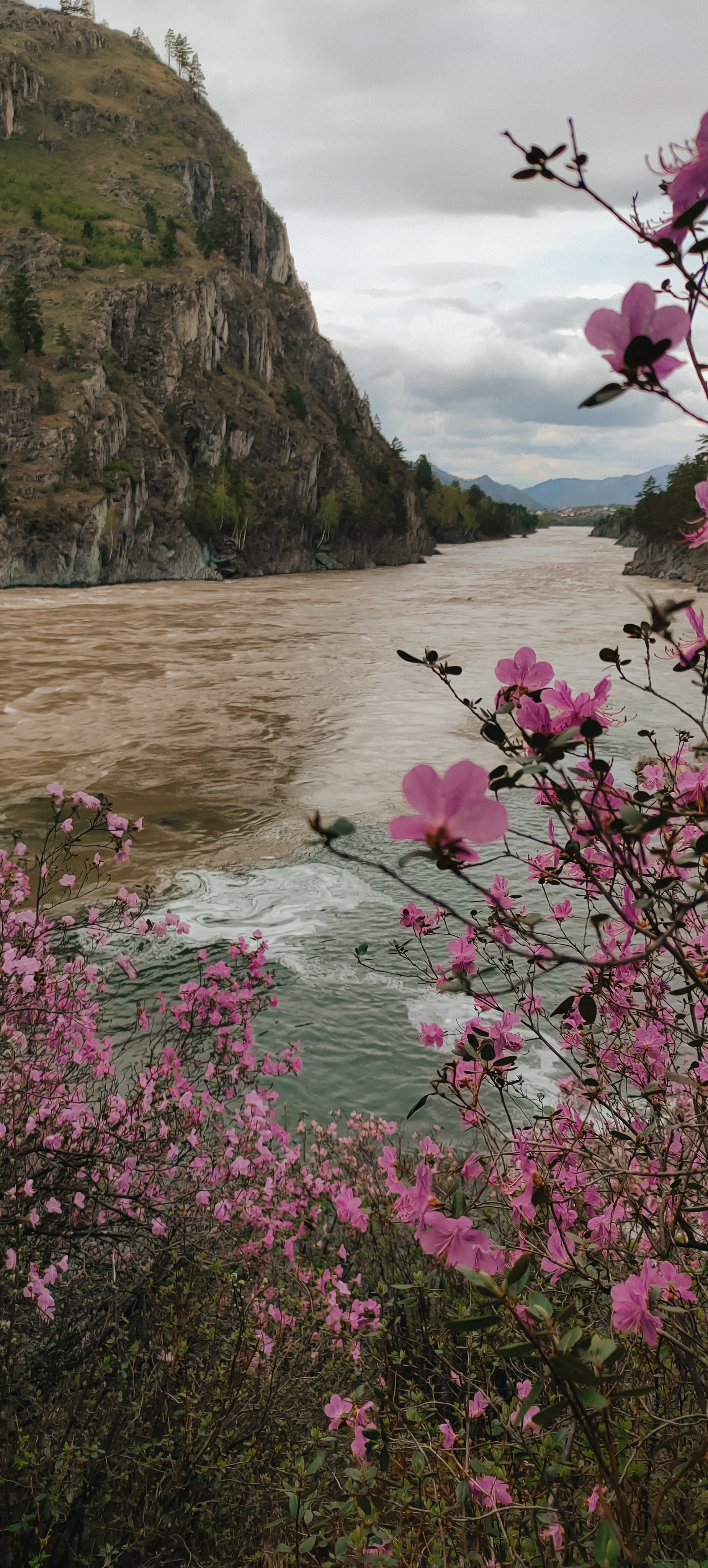 Цветение маральника на Алтае 2026. Фотограф. Алтай