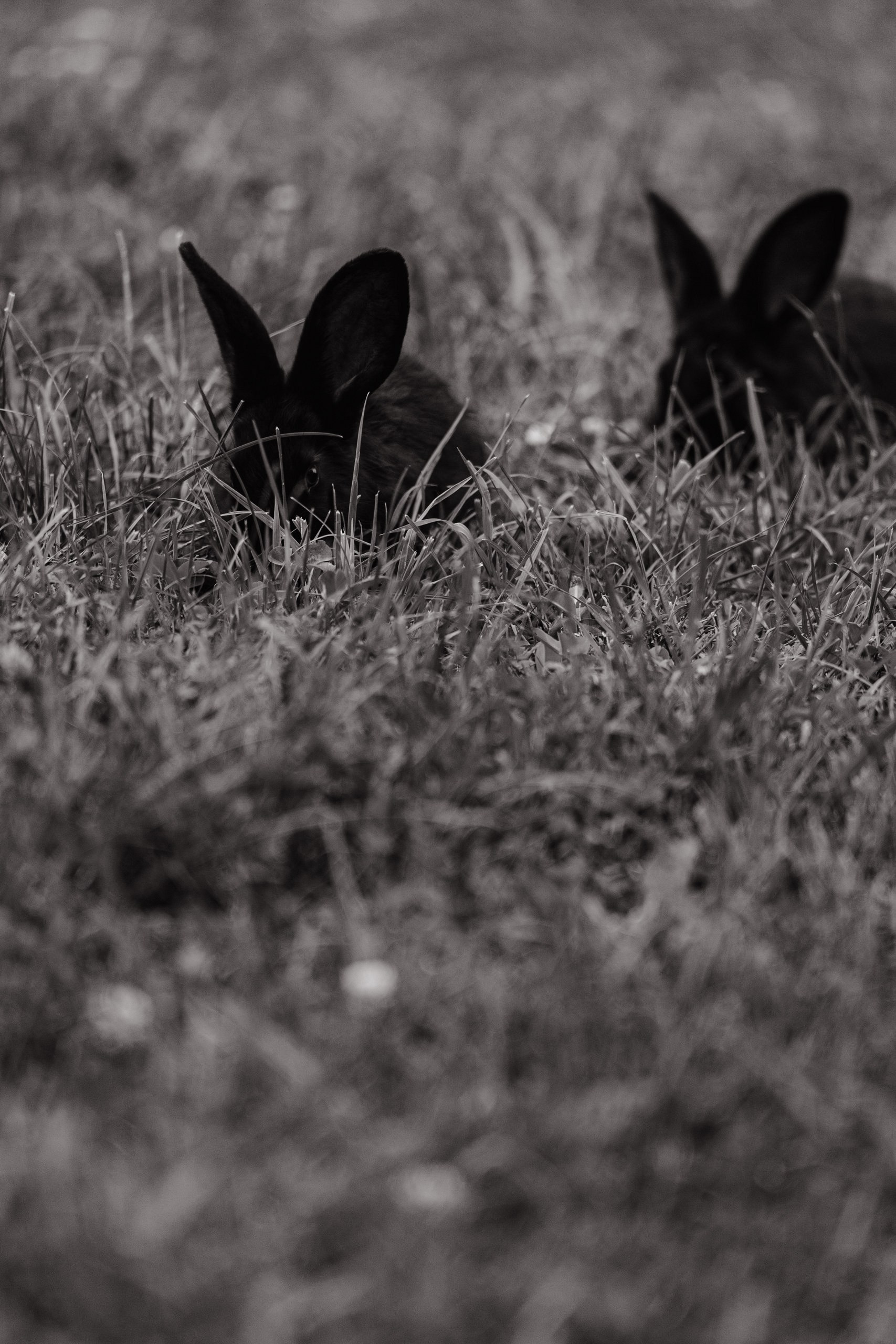 Благодаровы. Фотограф Томск, Новосибирск Влад Свириденко