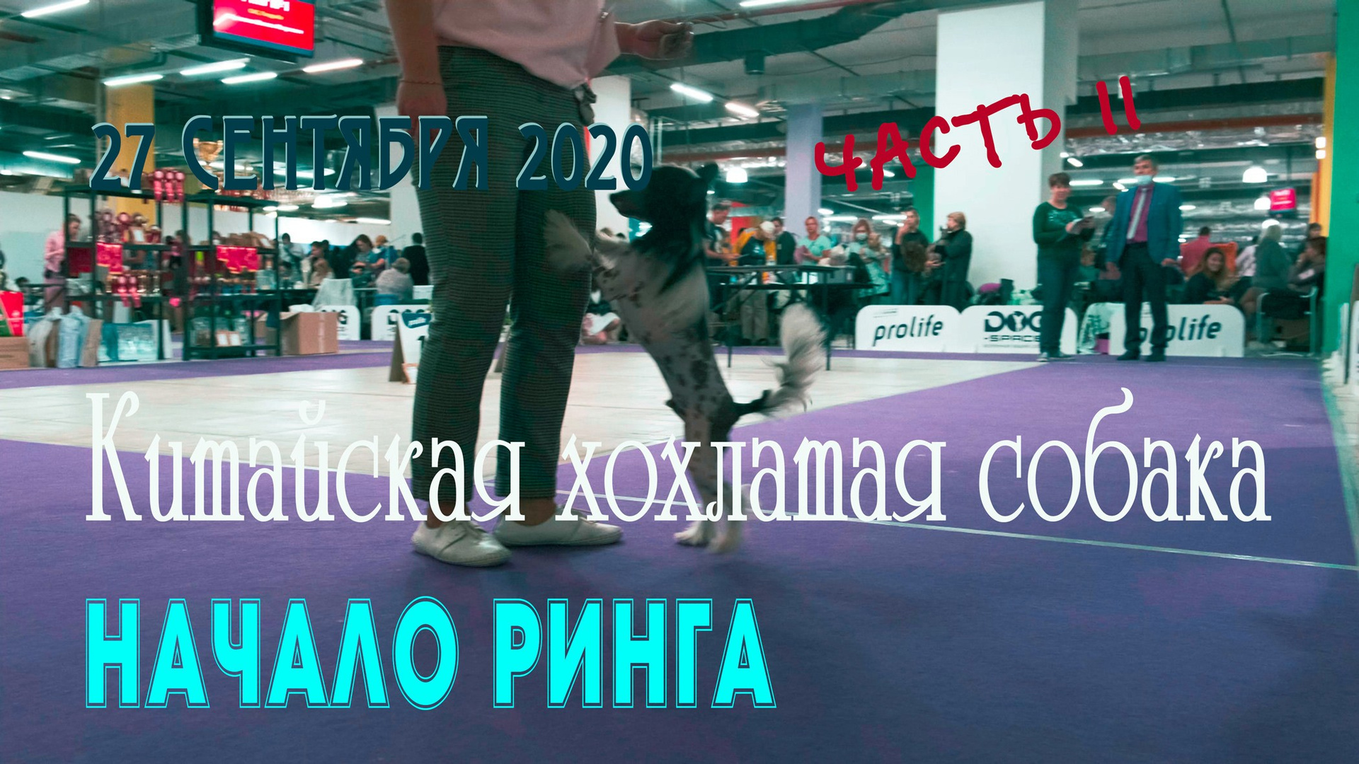 Poale Ell Clare — Junior Champion of Russia. Chinese Crested Dog Kennel Poale Ell