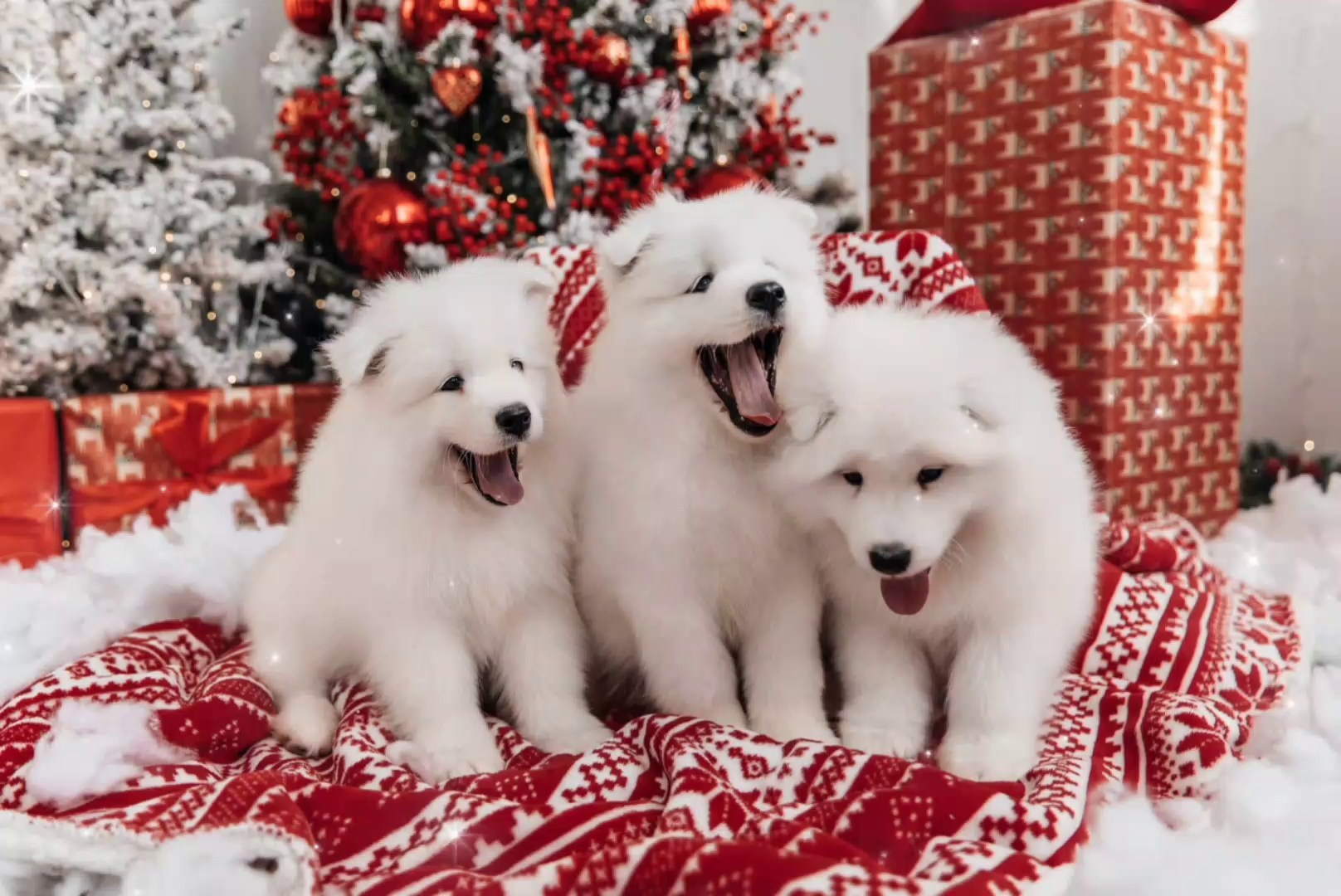 Самоед Новосибирск