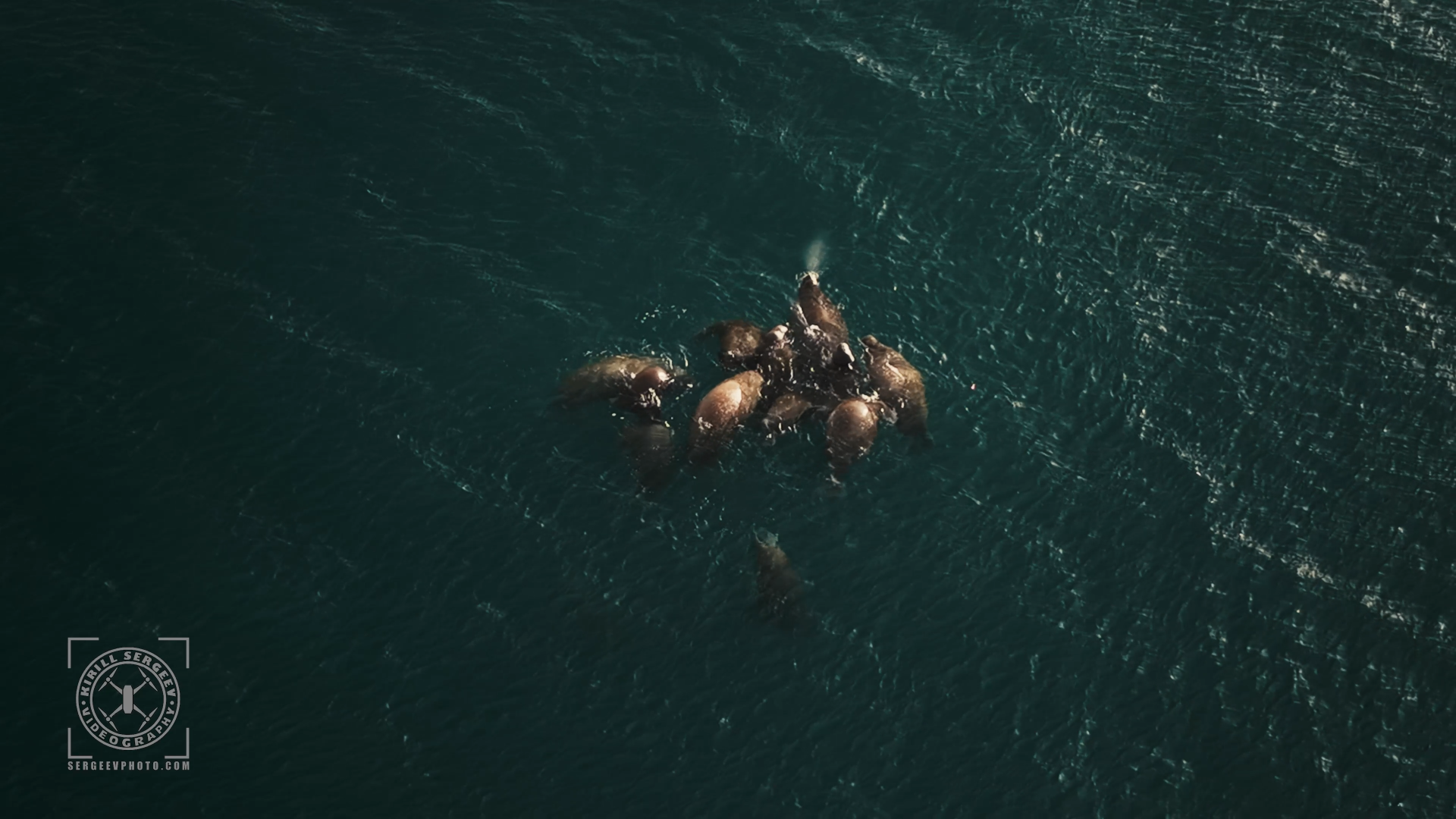 ARCTIC FILM. Photographer Kirill Sergeev | Moscow