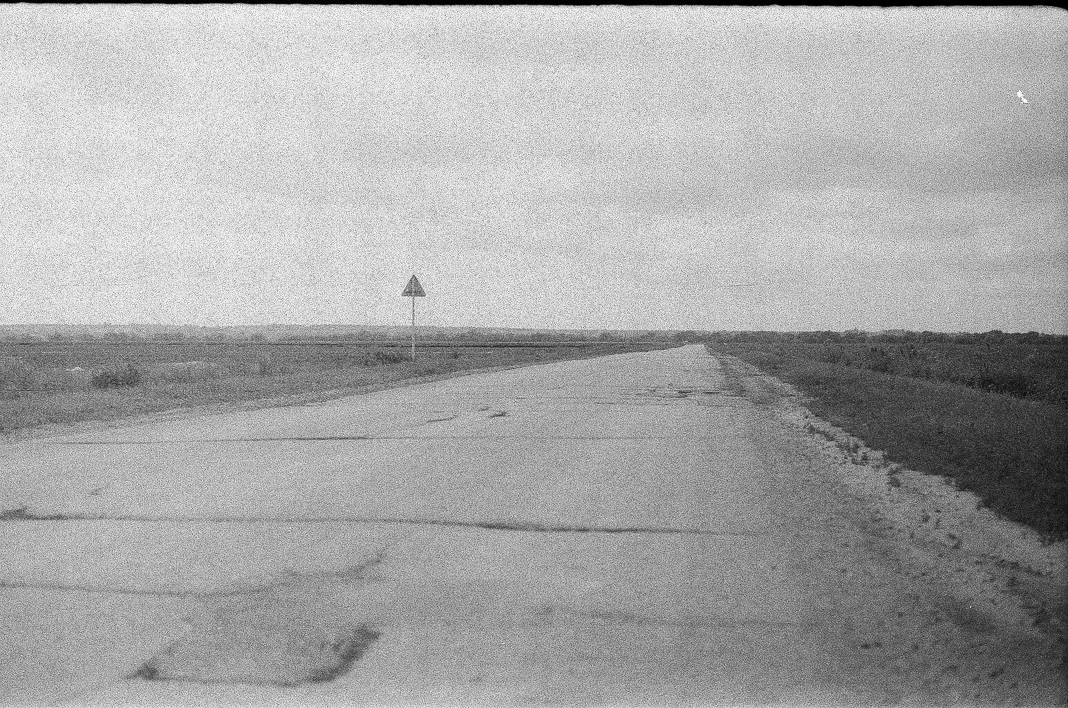 Плакучая ива. Фотограф-любитель Ксения Мирзоян