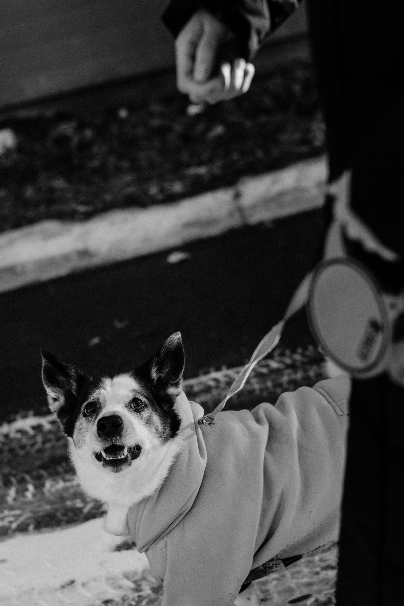 Съемка с животными на улице: искренние эмоции и зимняя атмосфера.