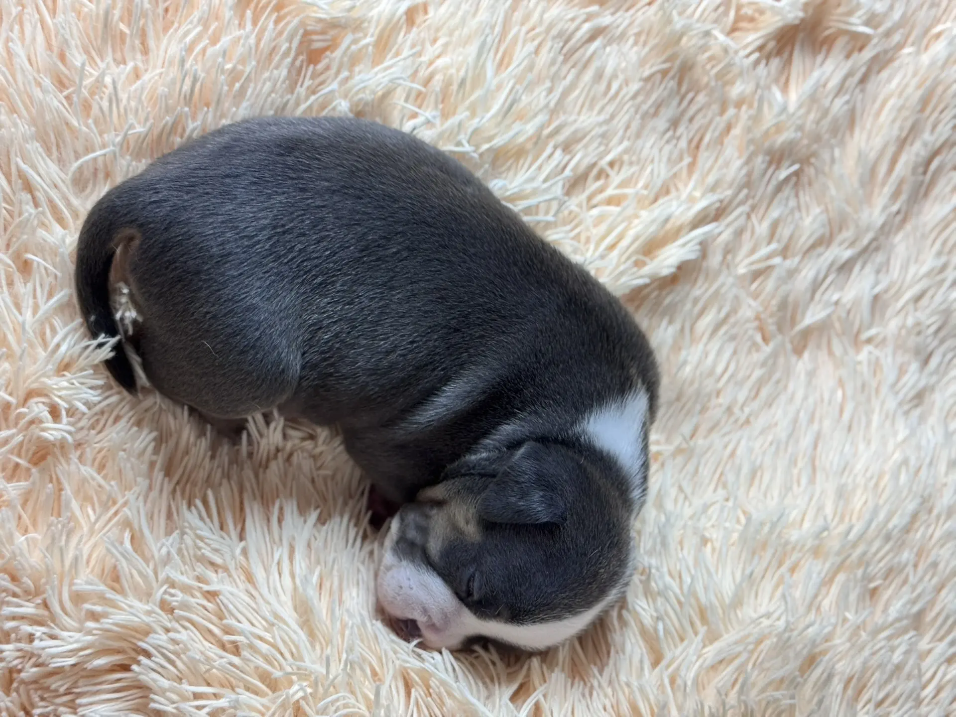 Все свободные щенки. Американский Булли в г. Ростов-на-Дону. Питомник THE POWER OF SIBERIA