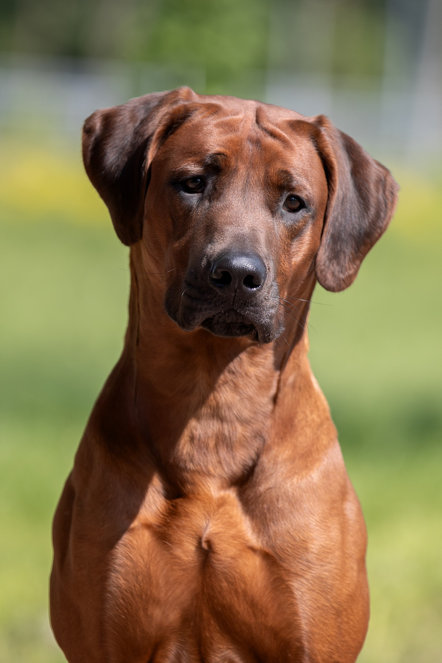 Родезийские Риджбеки в Санкт-Петербурге