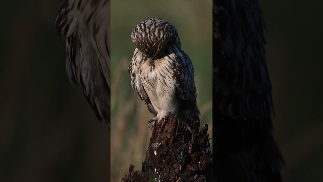 Портреты совы и драка с лунем. Portraits of an owl and a fight with a harrier. Wildlife photography by Sergey Puponin