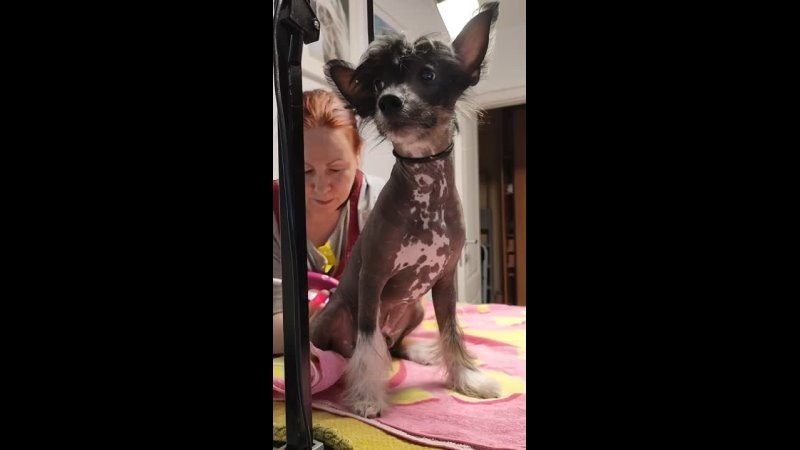 Chinese Crested Dog Kennel Poale Ell