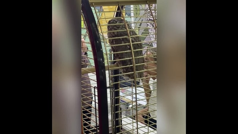 Конференция DOG-ПРОФИ для заводчиков. Питомник китайских хохлатых собак Poale Ell: купить щенка