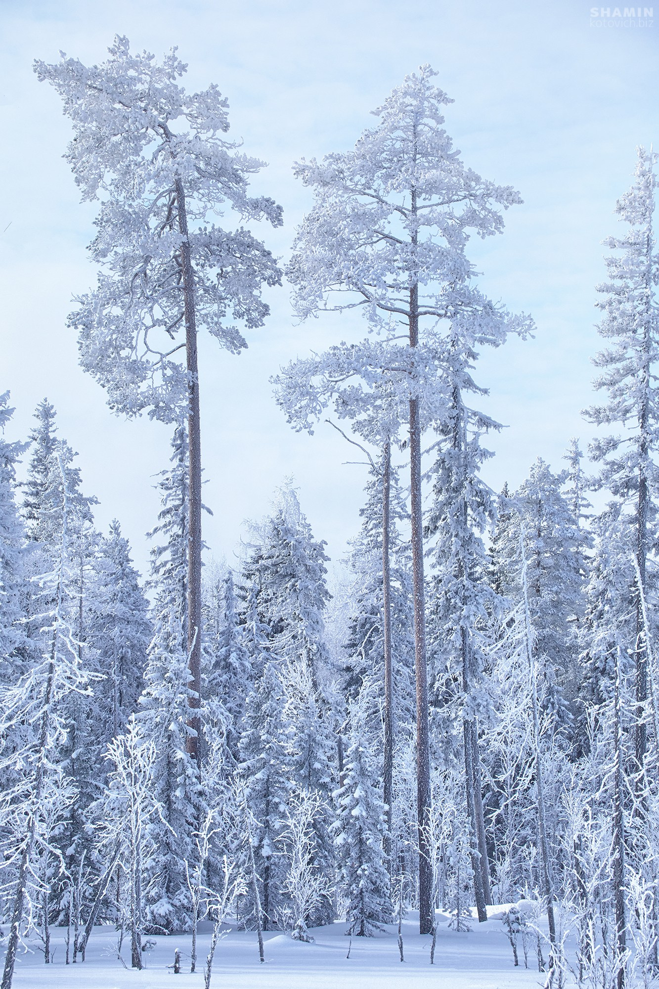 Пейзажи Кольского полуострова — северное сияние, тундра, Баренцево море и горы Хибины. Фотографии дикой природы и северного света на Кольском полуострове. Фотограф Константин Шамин