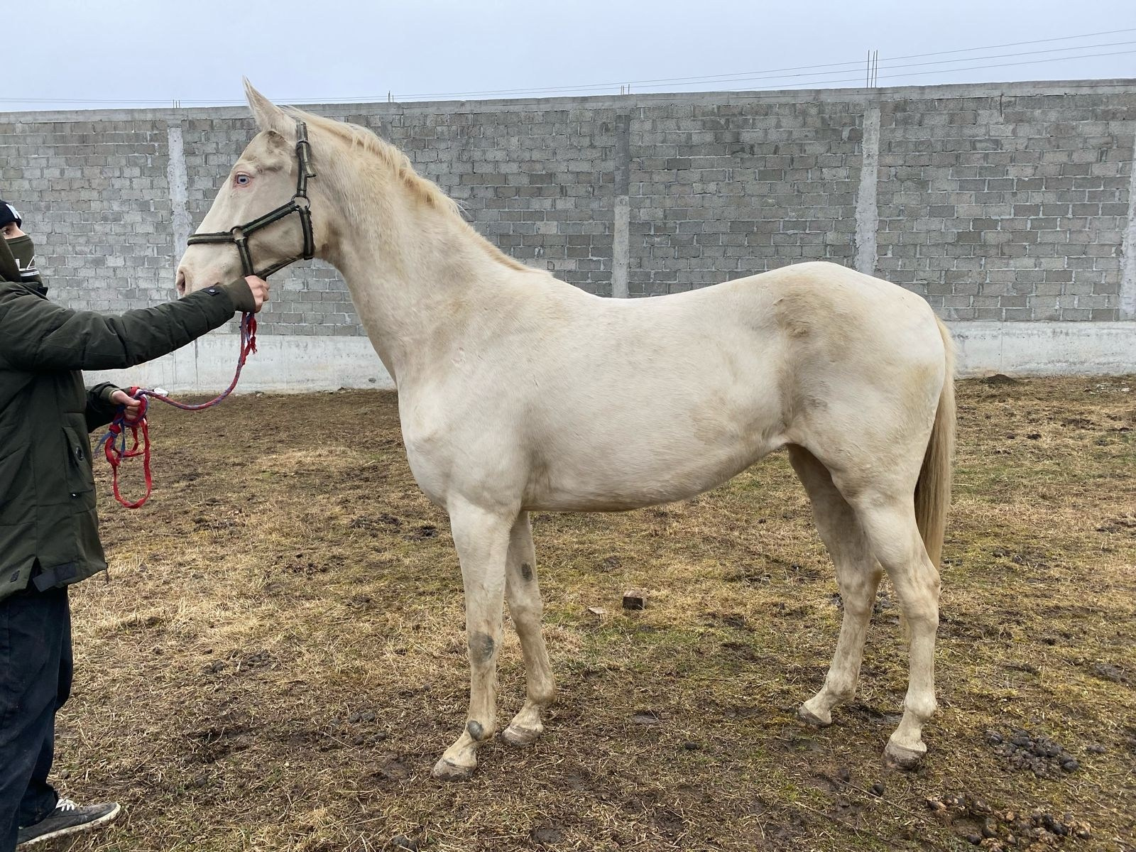Деста-Шаэль. Продажа ахалтекинских и полукровных лошадей