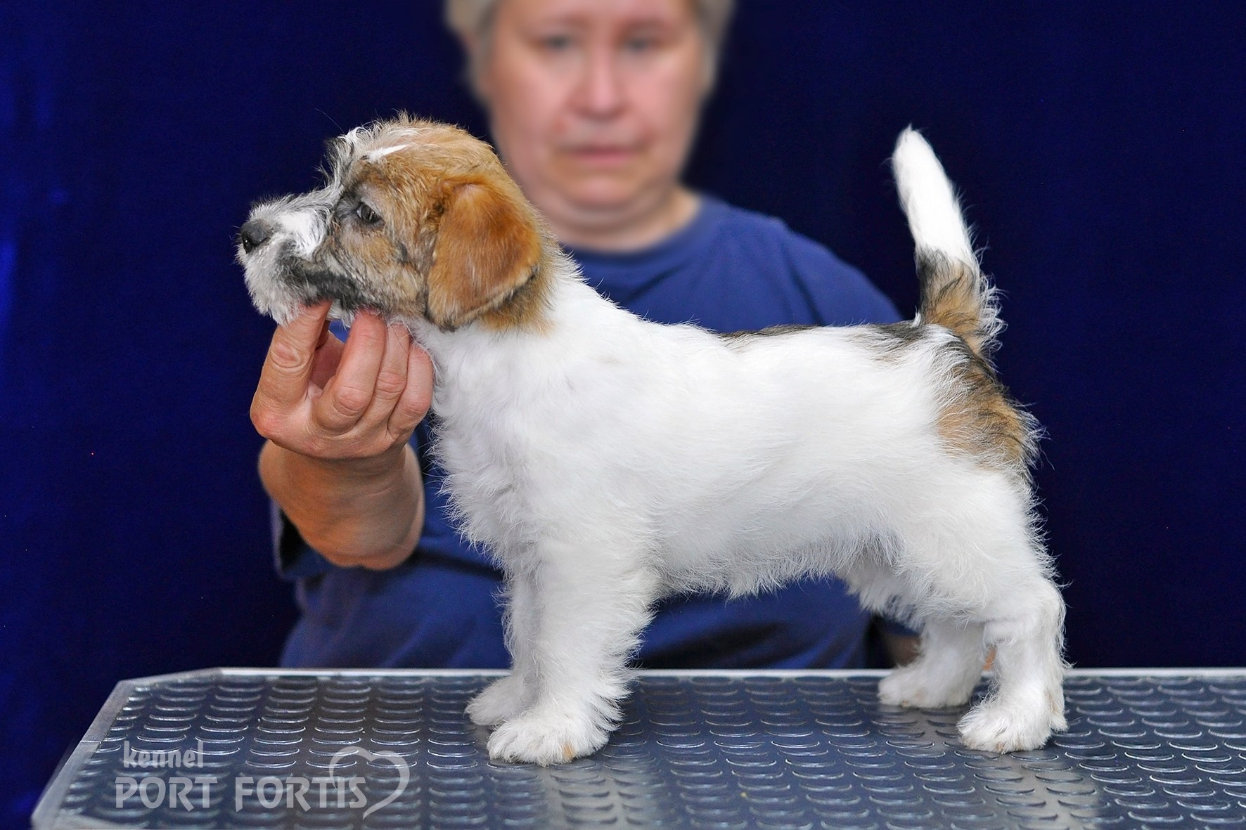 2026 Litter H female 1. Щенки джек рассел терьера, питомник РКФ, питомник джек рассел терьеров, питомник Порт Фортис, kennel PORT FORTIS