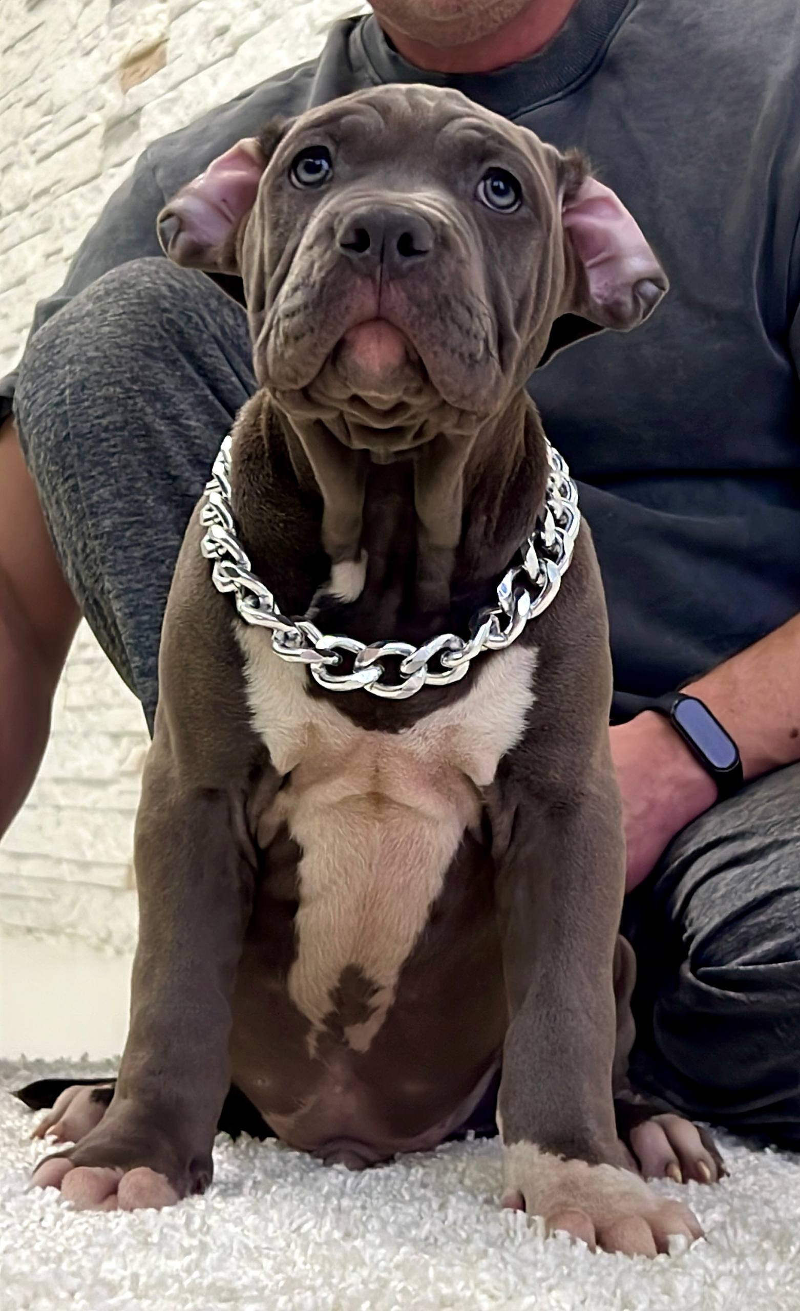 Все свободные щенки. Американские булли XL в г. Калининград. Питомник Great Bully UNIVERSE