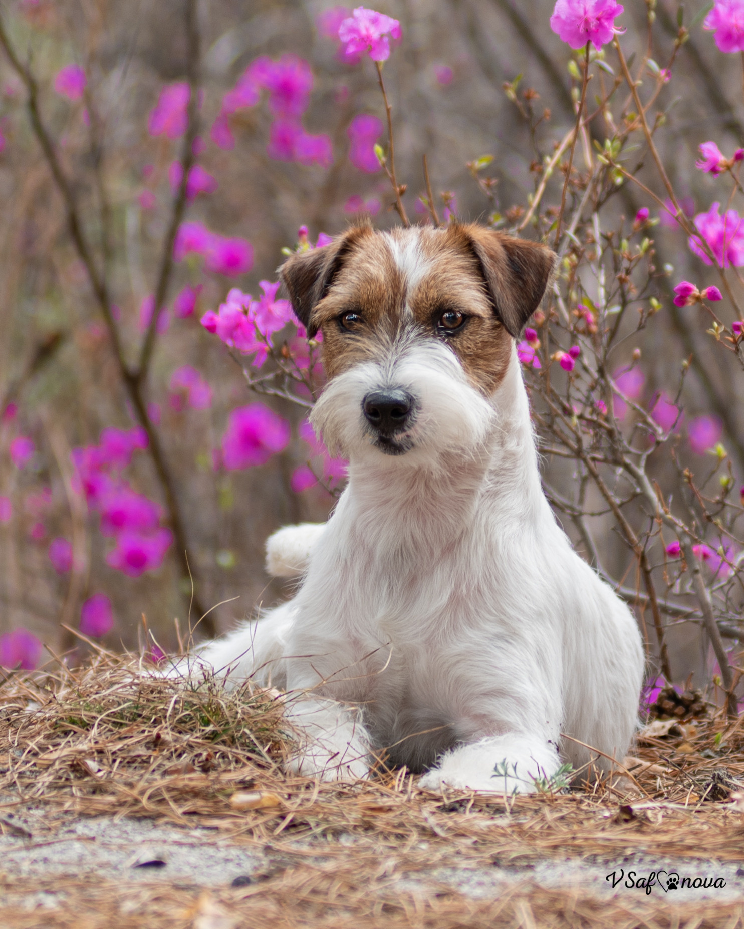 INFO. Фотограф анималист Благовещенск. Сафонова Виктория