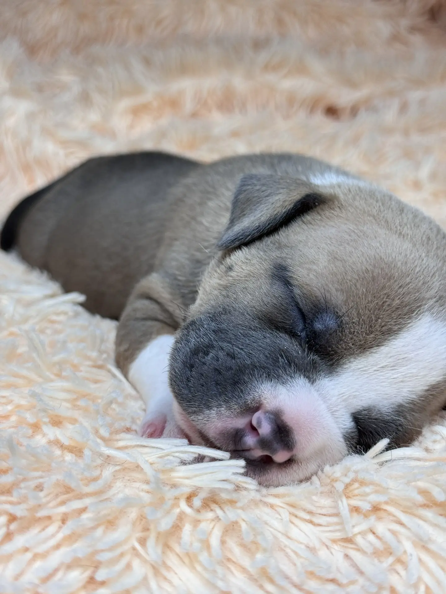 Все свободные щенки. Американский Булли в г. Ростов-на-Дону. Питомник THE POWER OF SIBERIA
