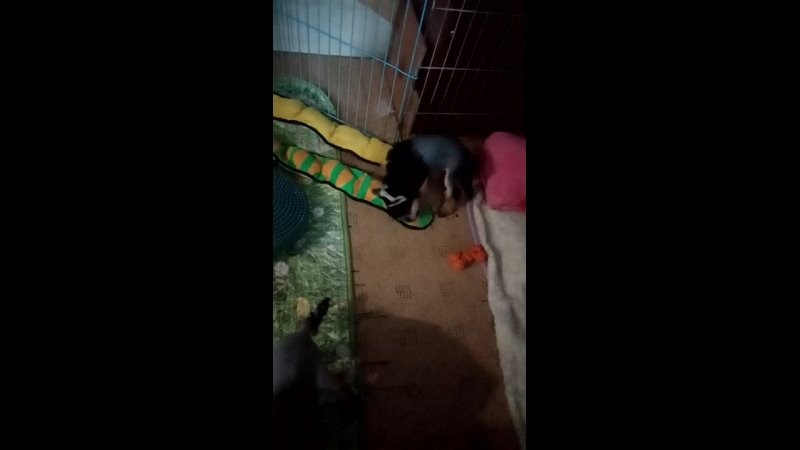 Lux became a dad. Chinese Crested Dog Kennel Poale Ell