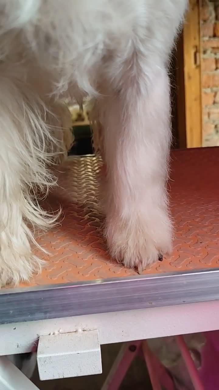 Груммерские ножи для тримминга жесткошерстных джек рассел терьеров купить. КАНЕ МАЭСТРО — питомник Джек рассел терьеров