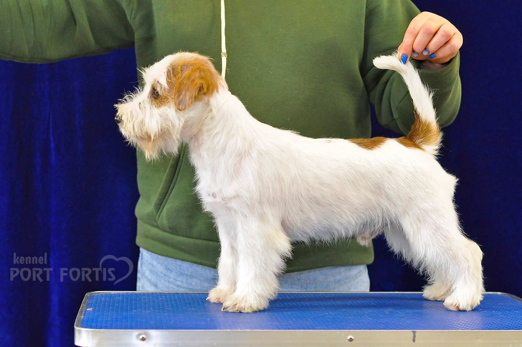 питомник порт фортис, kennel port fortis, джек рассел терьер, питомник джек рассел терьеров, kennel Jack russell terrier, щенки джек рассел терьера, купить щенка