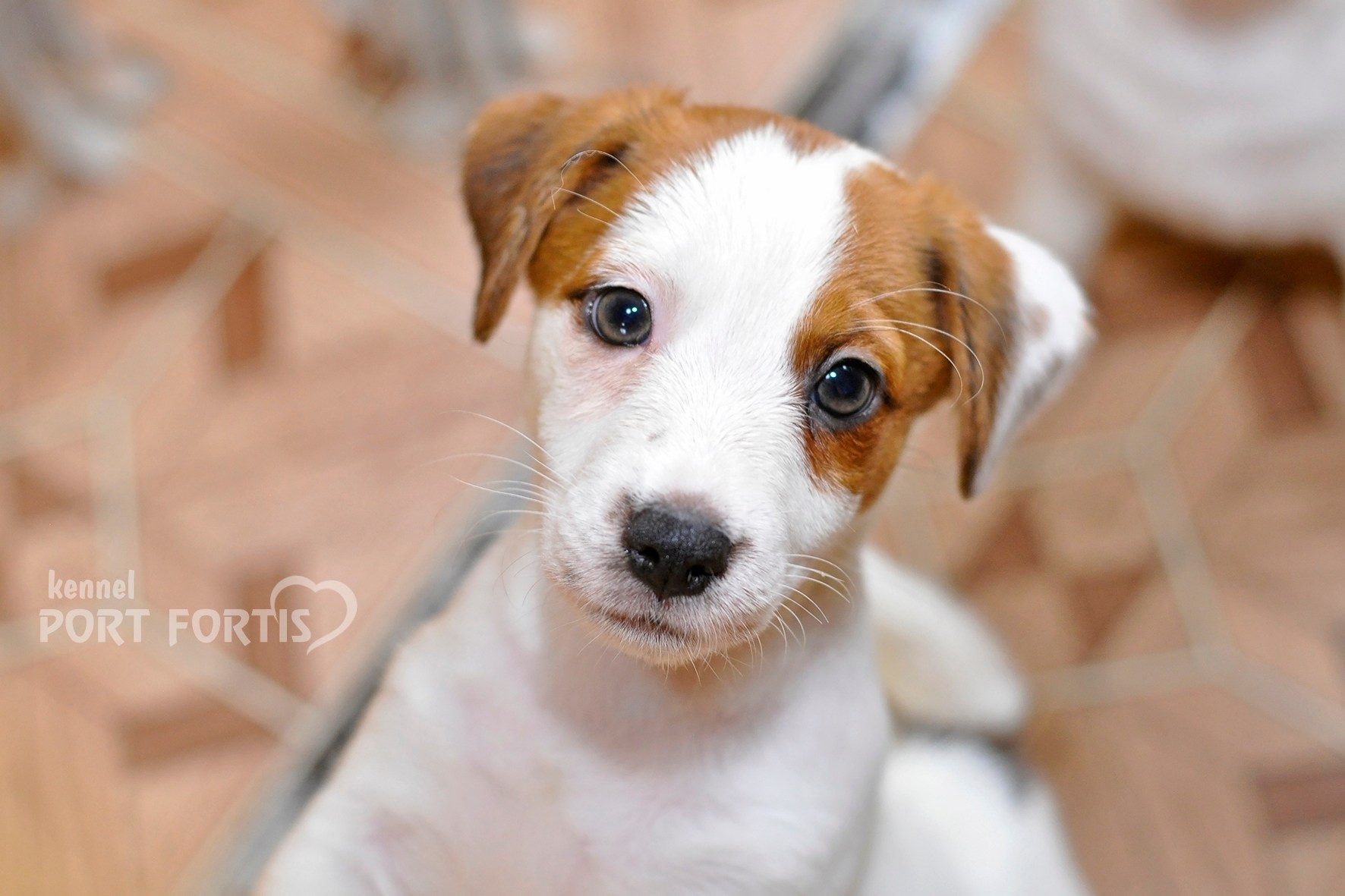 питомник порт фортис, kennel port fortis, джек рассел терьер, питомник джек рассел терьеров, kennel Jack russell terrier, щенки джек рассел терьера, купить щенка