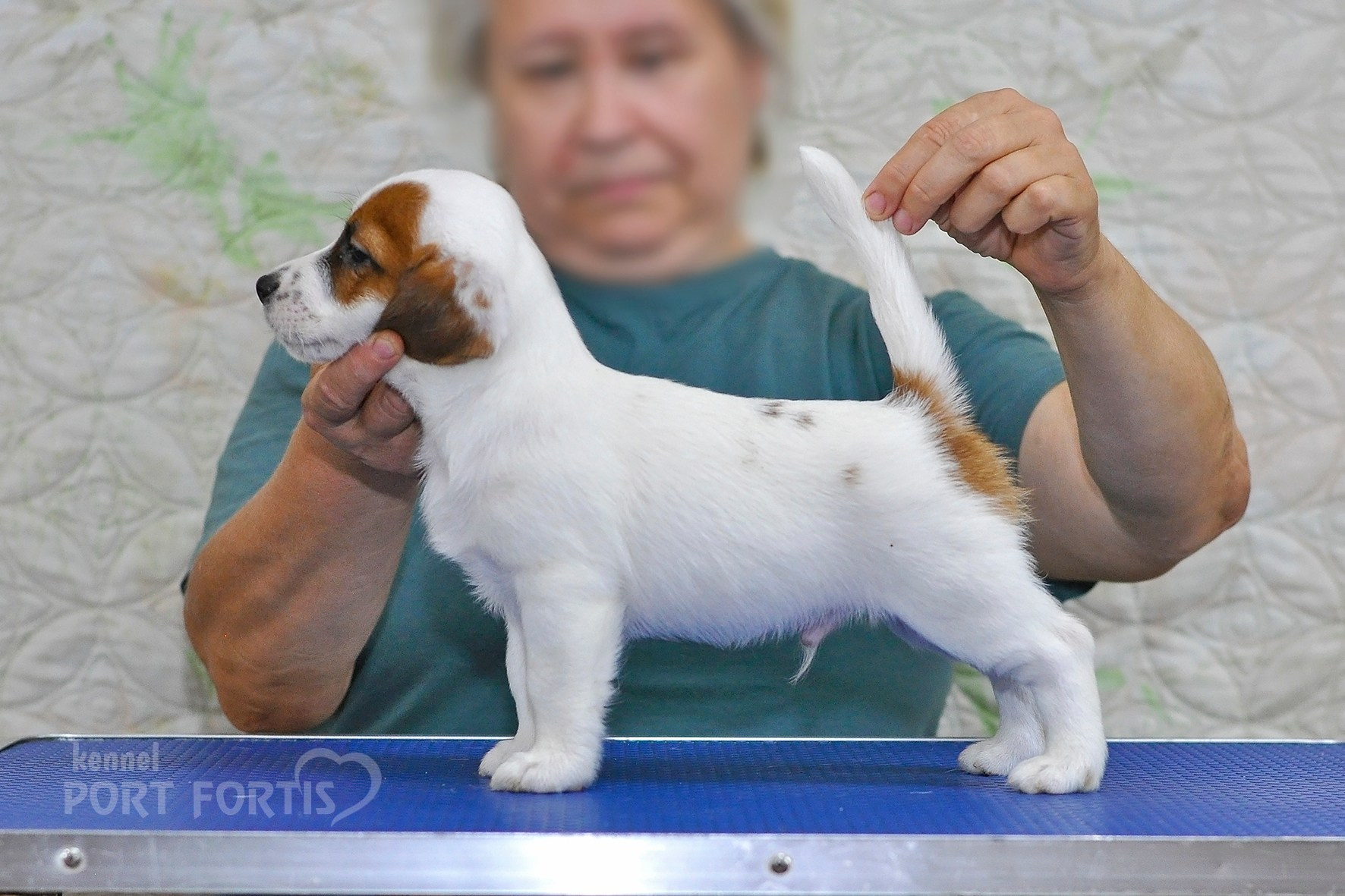 питомник порт фортис, kennel port fortis, джек рассел терьер, питомник джек рассел терьеров, kennel Jack russell terrier, щенки джек рассел терьера, купить щенка