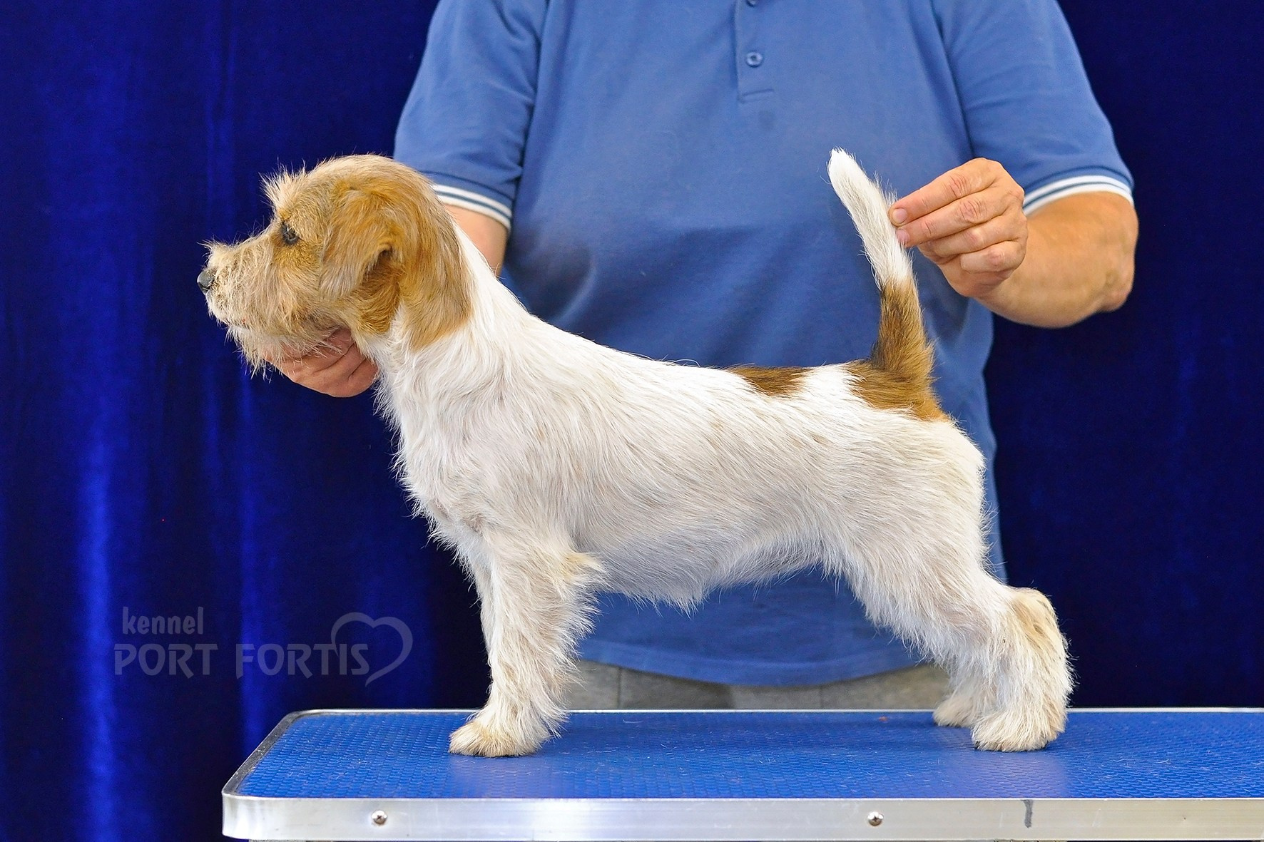 питомник порт фортис, kennel port fortis, джек рассел терьер, питомник джек рассел терьеров, kennel Jack russell terrier, щенки джек рассел терьера, купить щенка