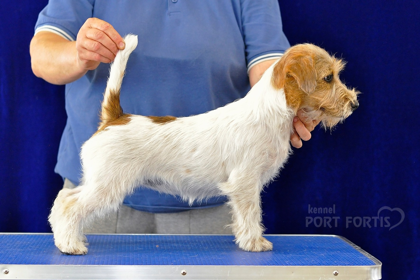 питомник порт фортис, kennel port fortis, джек рассел терьер, питомник джек рассел терьеров, kennel Jack russell terrier, щенки джек рассел терьера, купить щенка