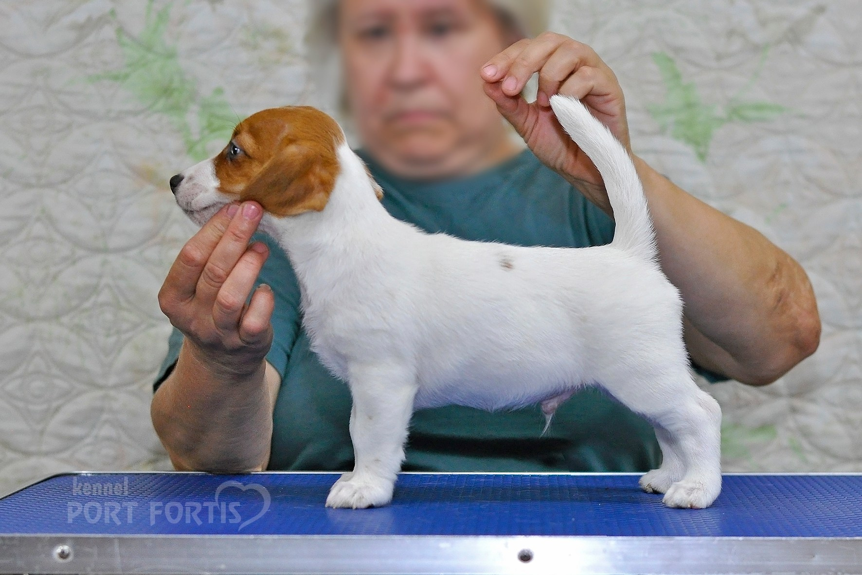 питомник порт фортис, kennel port fortis, джек рассел терьер, питомник джек рассел терьеров, kennel Jack russell terrier, щенки джек рассел терьера, купить щенка