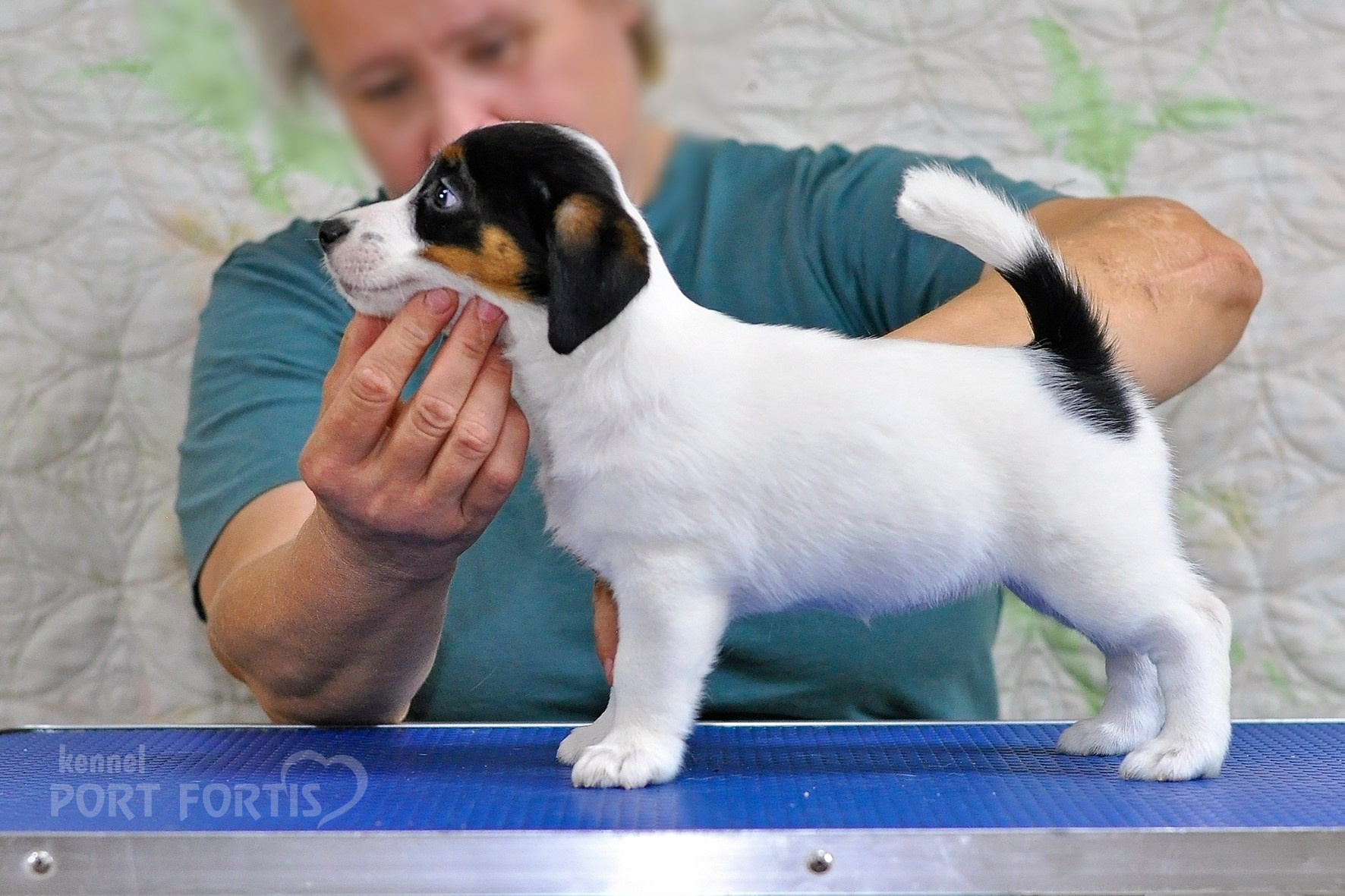 питомник порт фортис, kennel port fortis, джек рассел терьер, питомник джек рассел терьеров, kennel Jack russell terrier, щенки джек рассел терьера, купить щенка