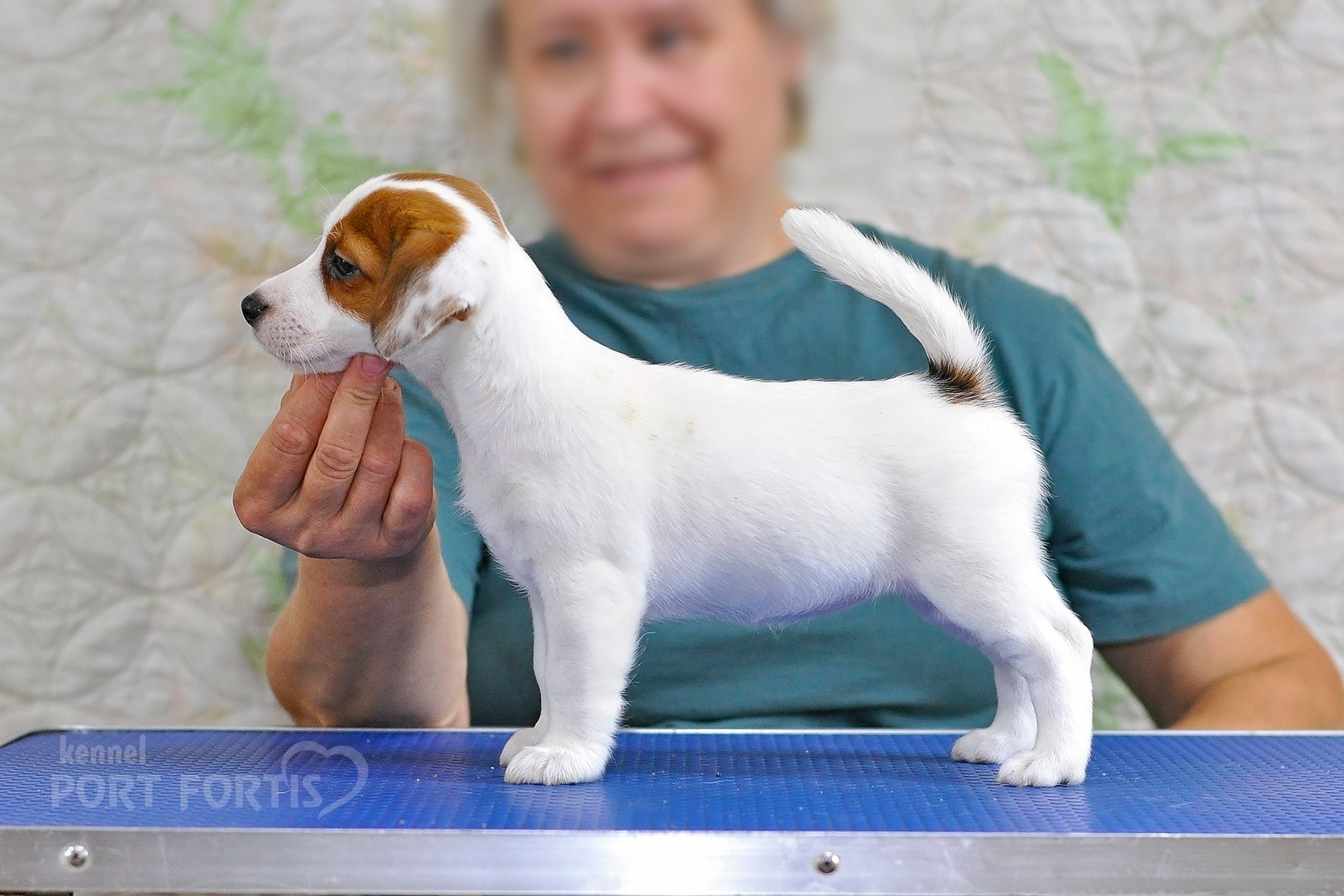 питомник порт фортис, kennel port fortis, джек рассел терьер, питомник джек рассел терьеров, kennel Jack russell terrier, щенки джек рассел терьера, купить щенка