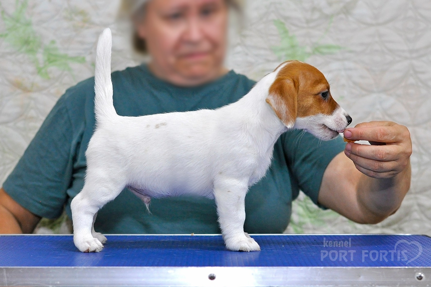 питомник порт фортис, kennel port fortis, джек рассел терьер, питомник джек рассел терьеров, kennel Jack russell terrier, щенки джек рассел терьера, купить щенка