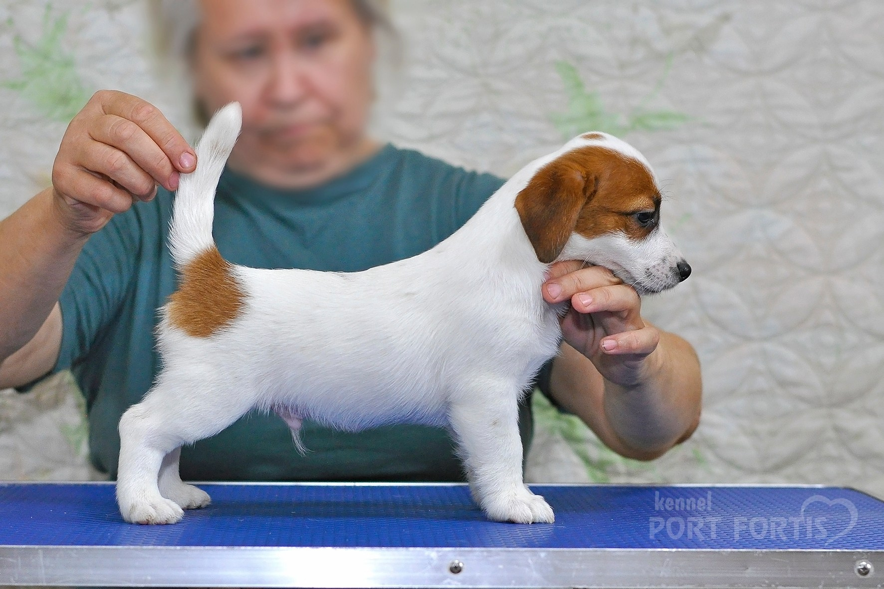 питомник порт фортис, kennel port fortis, джек рассел терьер, питомник джек рассел терьеров, kennel Jack russell terrier, щенки джек рассел терьера, купить щенка
