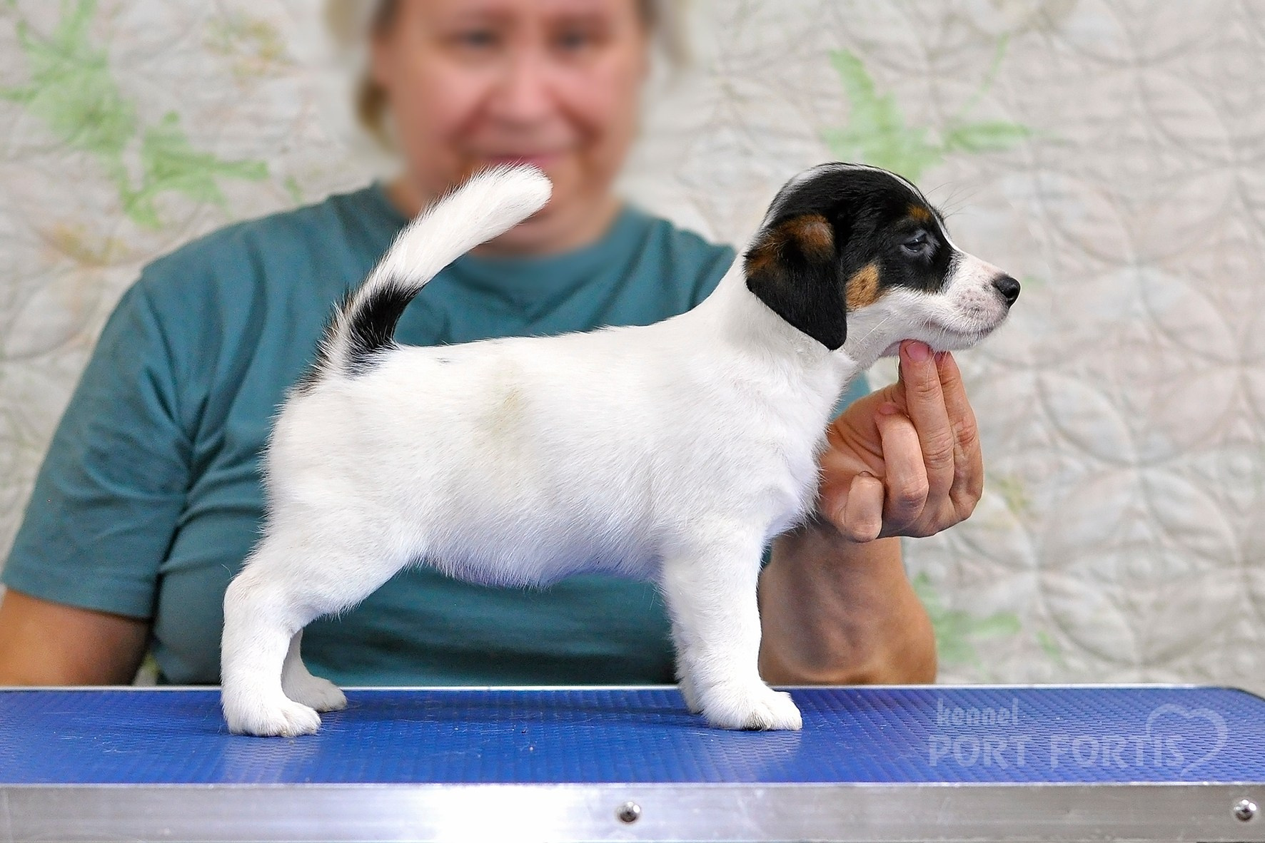 питомник порт фортис, kennel port fortis, джек рассел терьер, питомник джек рассел терьеров, kennel Jack russell terrier, щенки джек рассел терьера, купить щенка