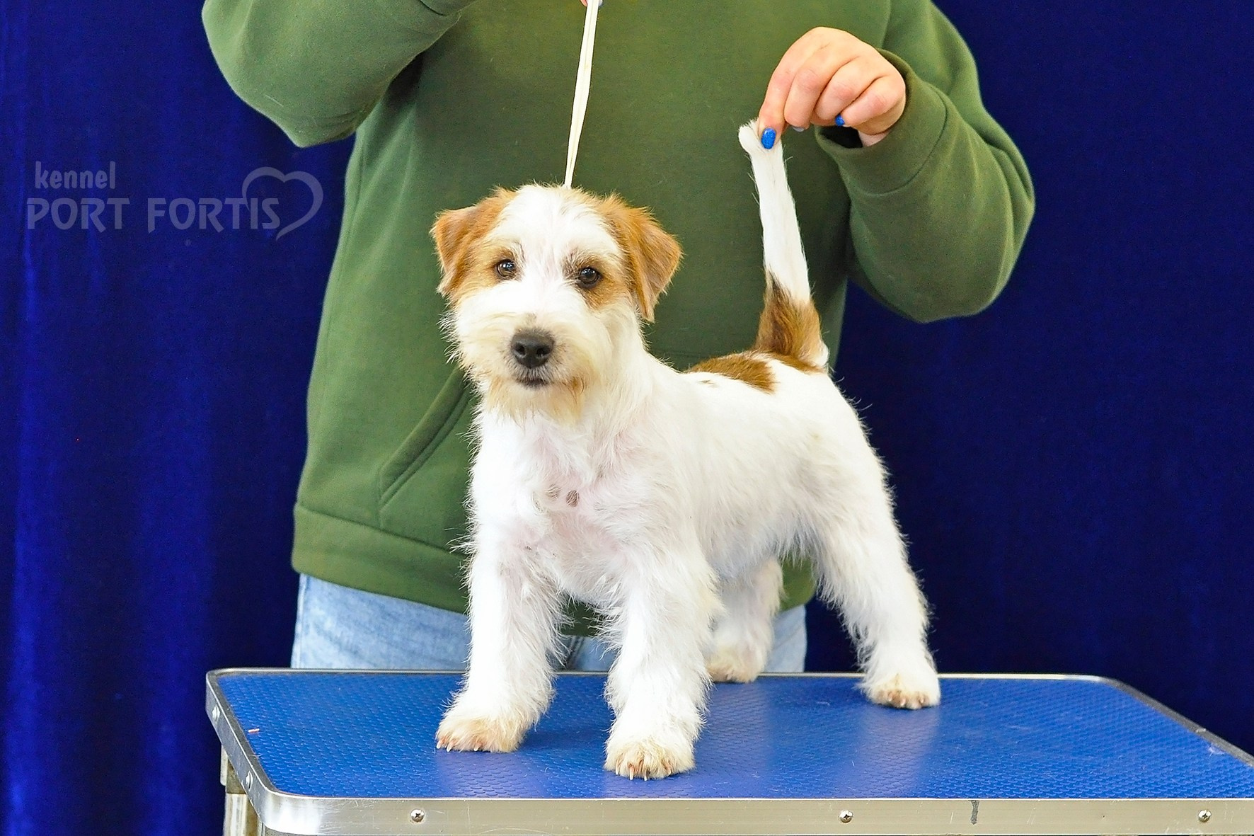 питомник порт фортис, kennel port fortis, джек рассел терьер, питомник джек рассел терьеров, kennel Jack russell terrier, щенки джек рассел терьера, купить щенка