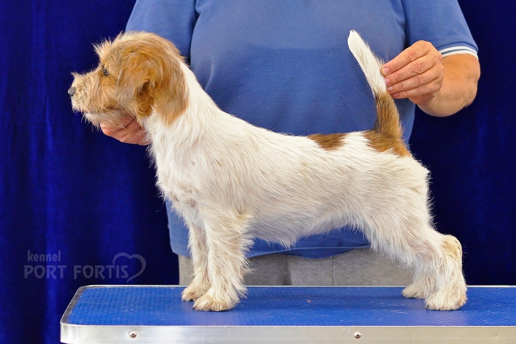 питомник порт фортис, kennel port fortis, джек рассел терьер, питомник джек рассел терьеров, kennel Jack russell terrier, щенки джек рассел терьера, купить щенка