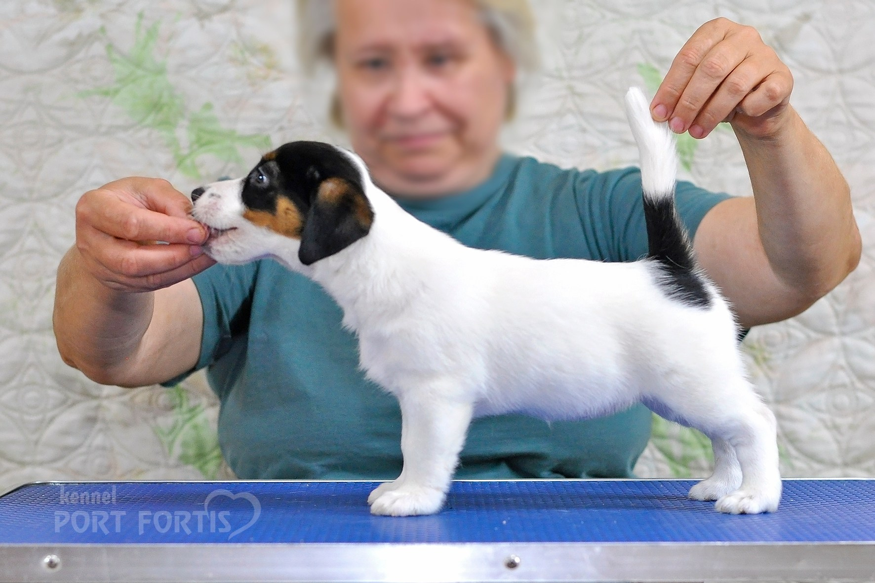 питомник порт фортис, kennel port fortis, джек рассел терьер, питомник джек рассел терьеров, kennel Jack russell terrier, щенки джек рассел терьера, купить щенка