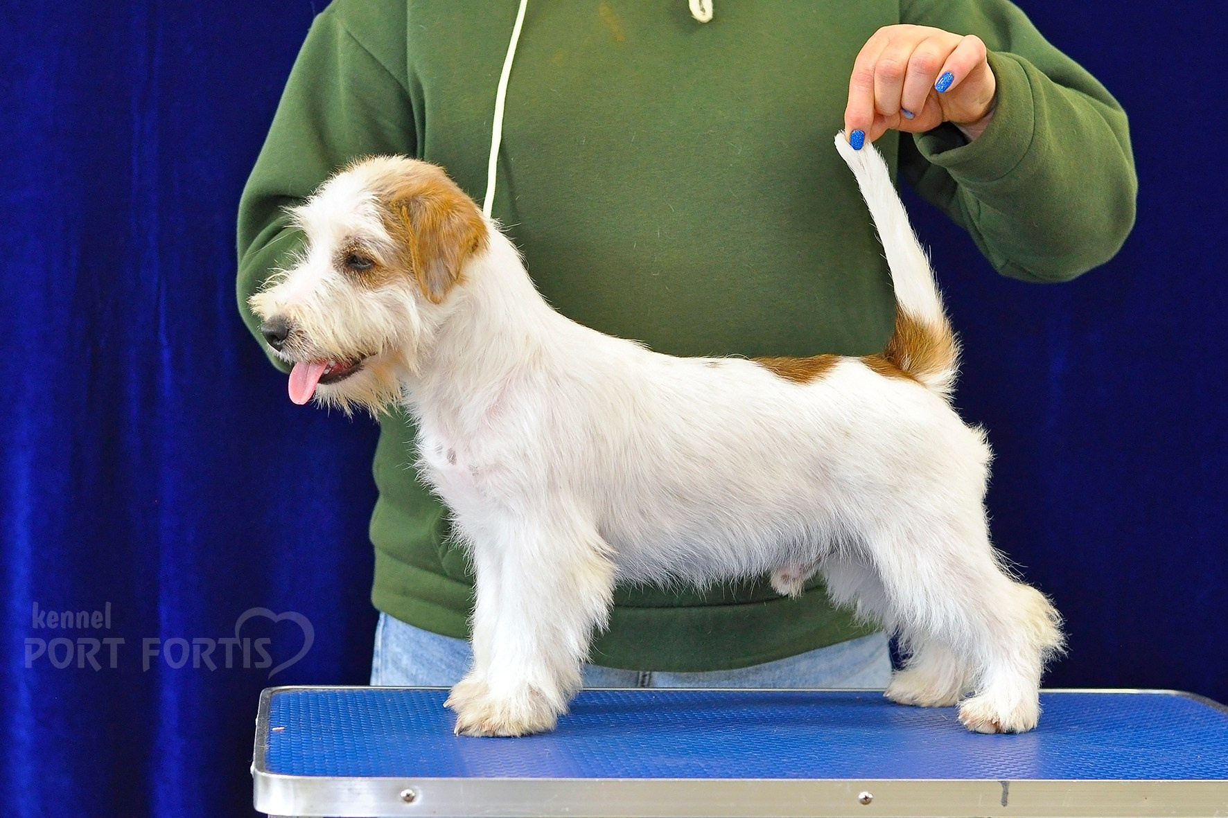 питомник порт фортис, kennel port fortis, джек рассел терьер, питомник джек рассел терьеров, kennel Jack russell terrier, щенки джек рассел терьера, купить щенка