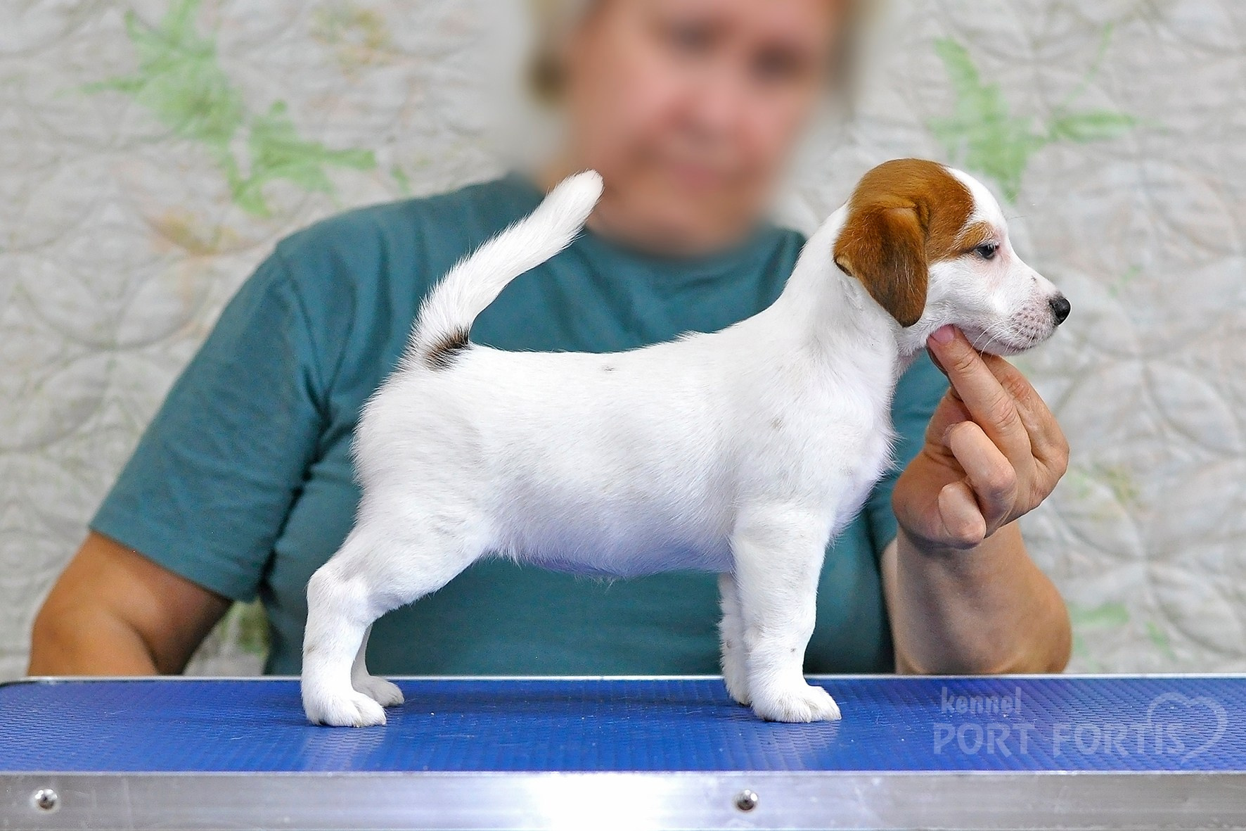 питомник порт фортис, kennel port fortis, джек рассел терьер, питомник джек рассел терьеров, kennel Jack russell terrier, щенки джек рассел терьера, купить щенка