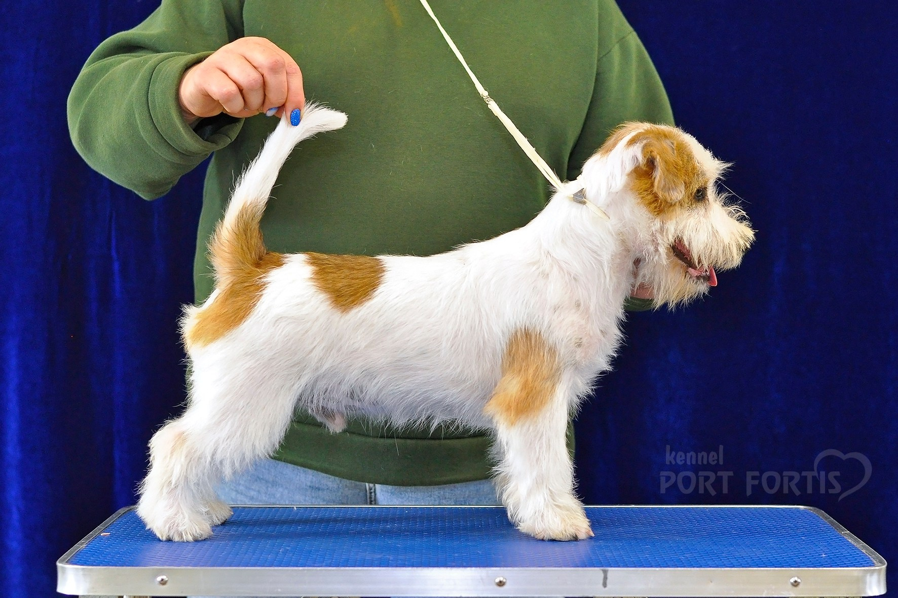 питомник порт фортис, kennel port fortis, джек рассел терьер, питомник джек рассел терьеров, kennel Jack russell terrier, щенки джек рассел терьера, купить щенка