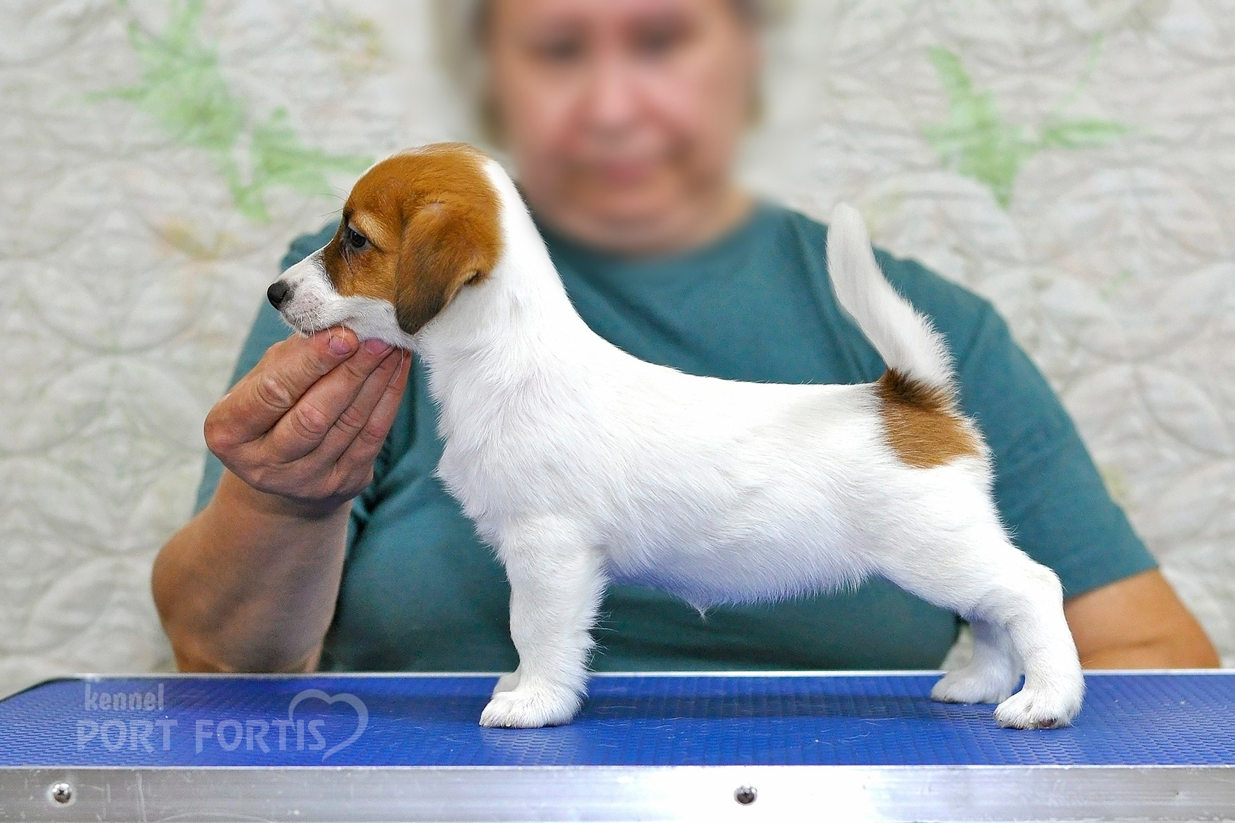 питомник порт фортис, kennel port fortis, джек рассел терьер, питомник джек рассел терьеров, kennel Jack russell terrier, щенки джек рассел терьера, купить щенка