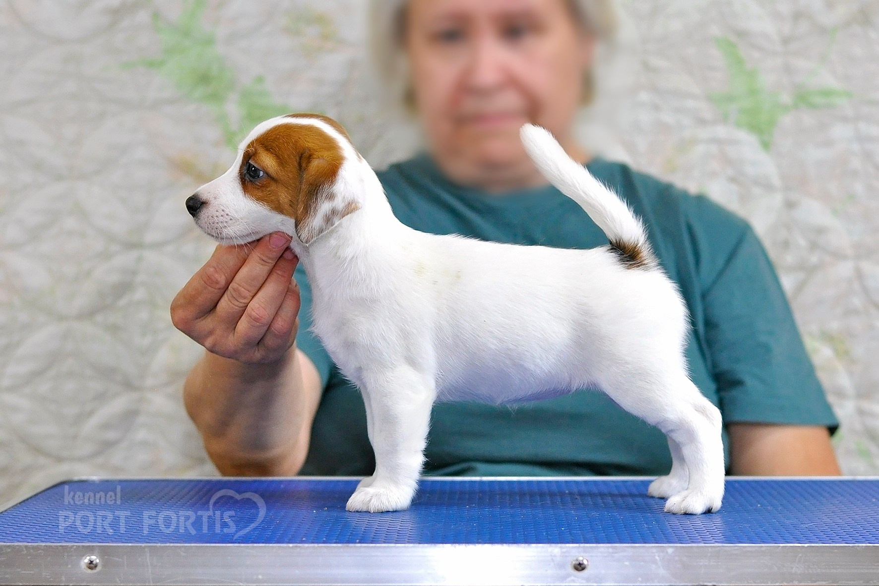 питомник порт фортис, kennel port fortis, джек рассел терьер, питомник джек рассел терьеров, kennel Jack russell terrier, щенки джек рассел терьера, купить щенка