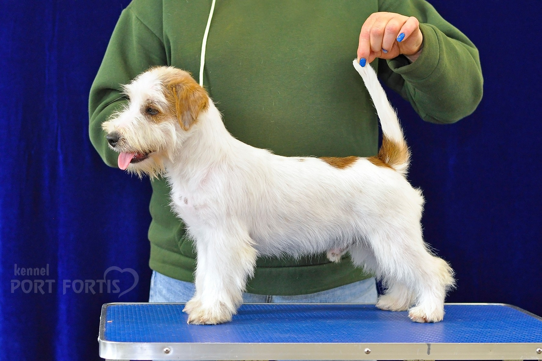 питомник порт фортис, kennel port fortis, джек рассел терьер, питомник джек рассел терьеров, kennel Jack russell terrier, щенки джек рассел терьера, купить щенка