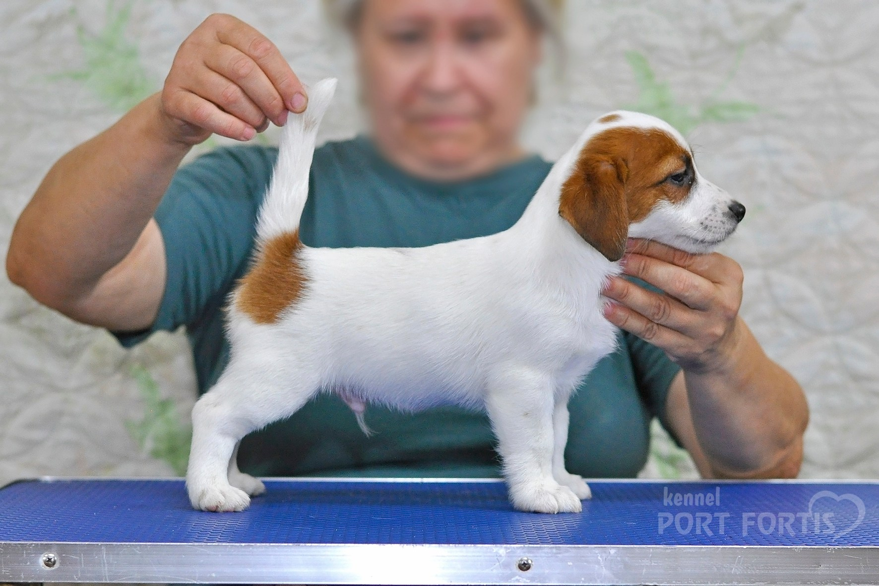 питомник порт фортис, kennel port fortis, джек рассел терьер, питомник джек рассел терьеров, kennel Jack russell terrier, щенки джек рассел терьера, купить щенка