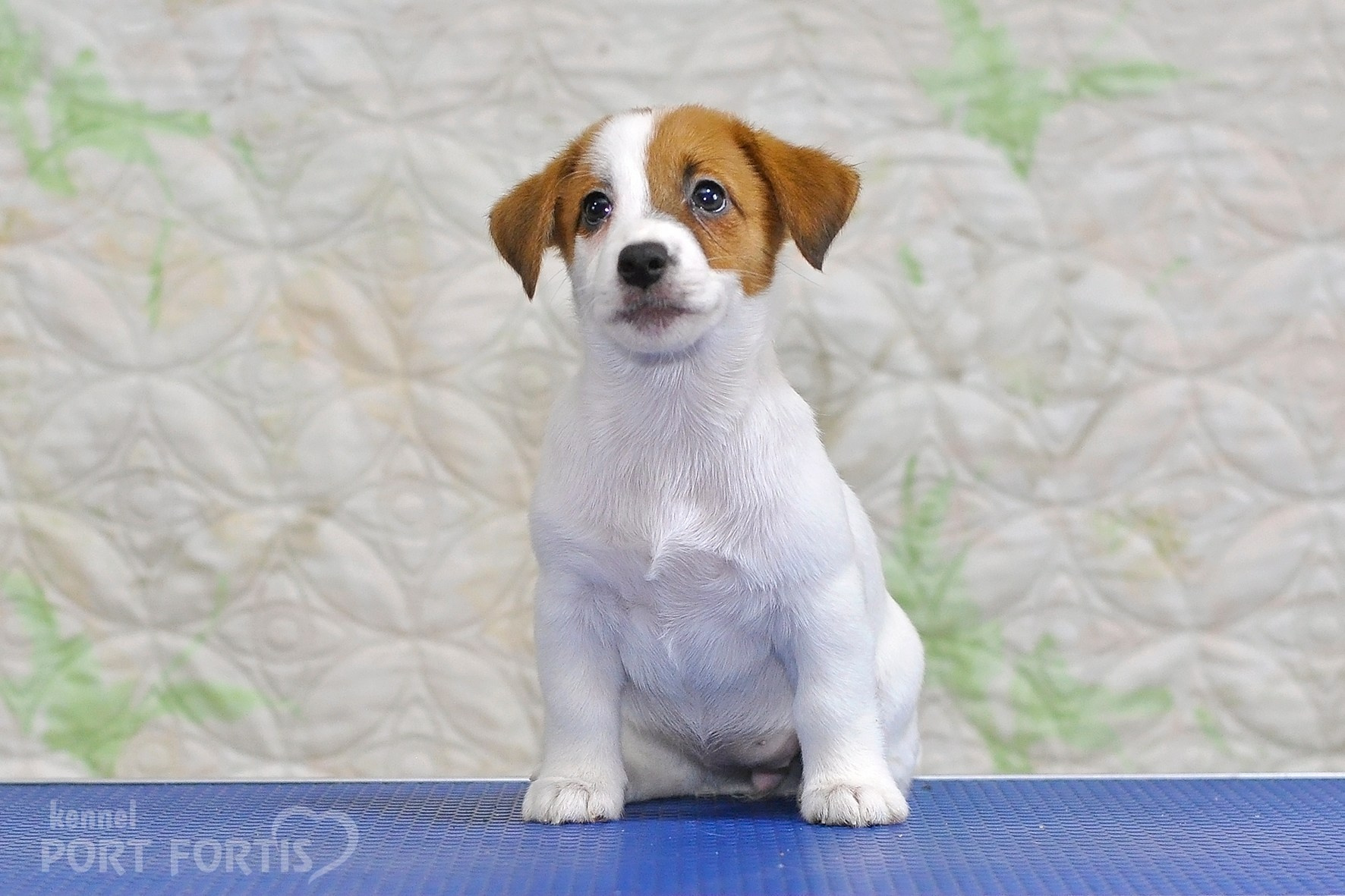 питомник порт фортис, kennel port fortis, джек рассел терьер, питомник джек рассел терьеров, kennel Jack russell terrier, щенки джек рассел терьера, купить щенка