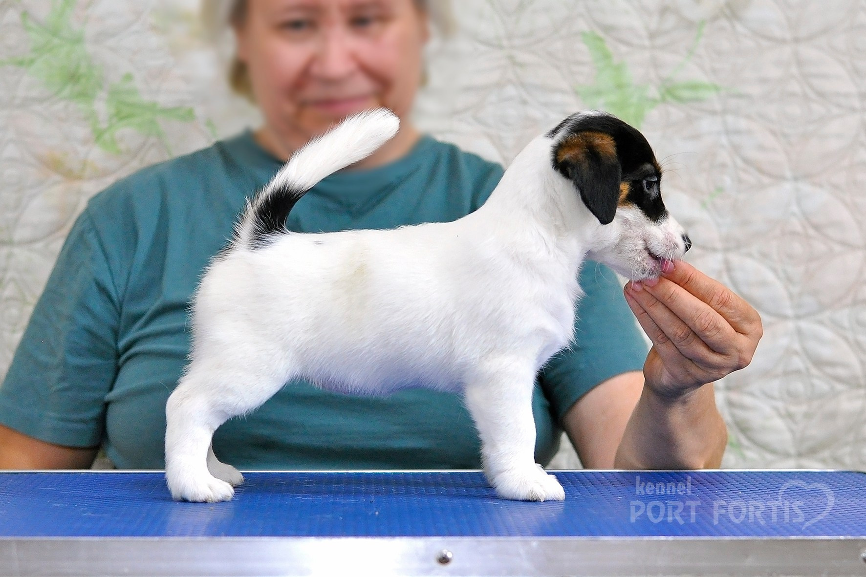 питомник порт фортис, kennel port fortis, джек рассел терьер, питомник джек рассел терьеров, kennel Jack russell terrier, щенки джек рассел терьера, купить щенка