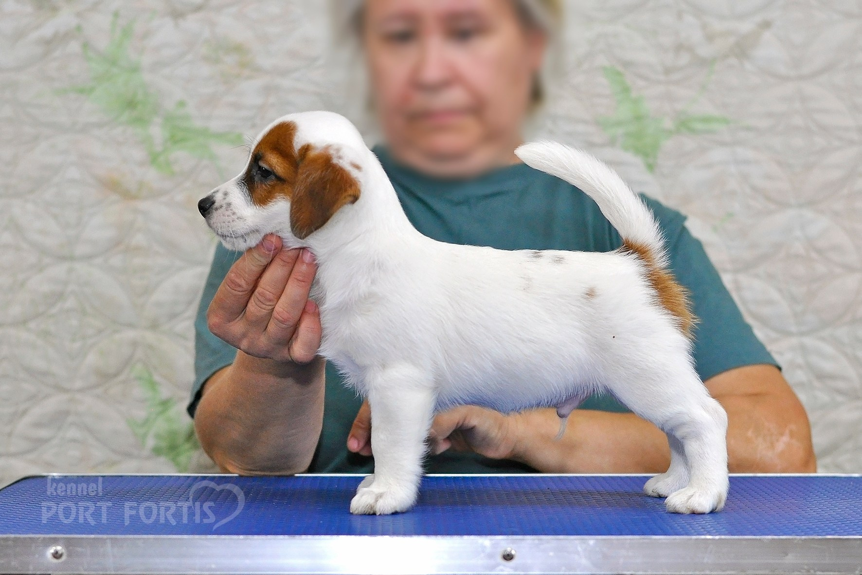 питомник порт фортис, kennel port fortis, джек рассел терьер, питомник джек рассел терьеров, kennel Jack russell terrier, щенки джек рассел терьера, купить щенка