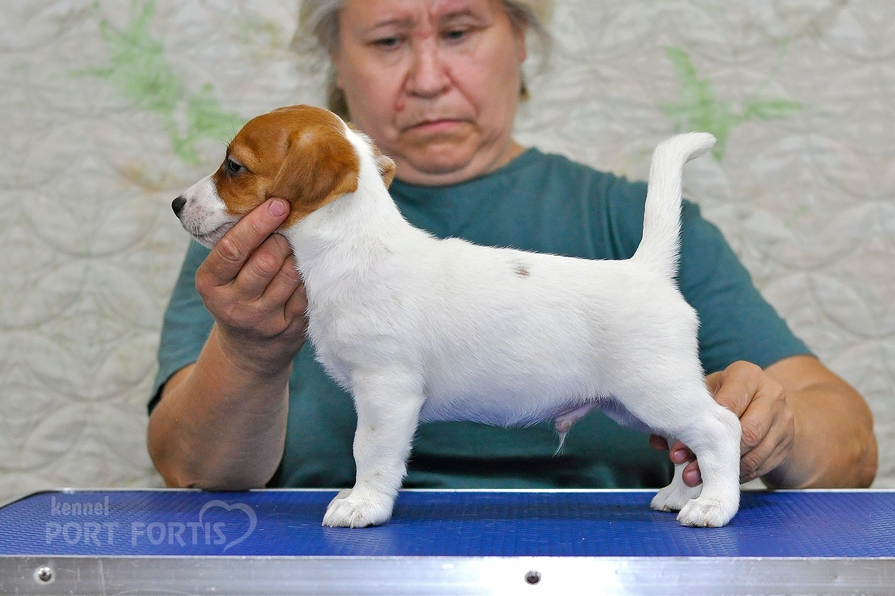 питомник порт фортис, kennel port fortis, джек рассел терьер, питомник джек рассел терьеров, kennel Jack russell terrier, щенки джек рассел терьера, купить щенка