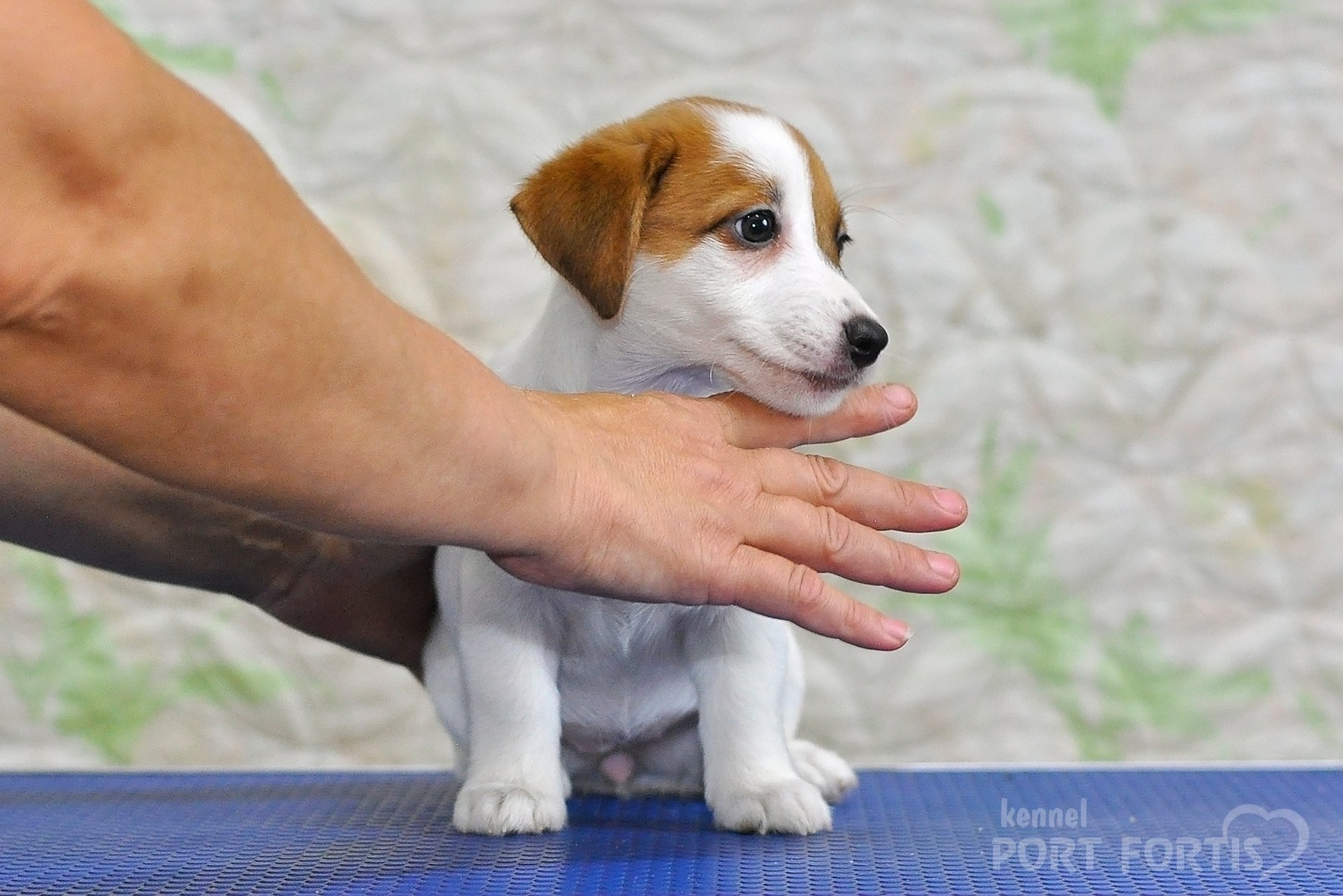 питомник порт фортис, kennel port fortis, джек рассел терьер, питомник джек рассел терьеров, kennel Jack russell terrier, щенки джек рассел терьера, купить щенка