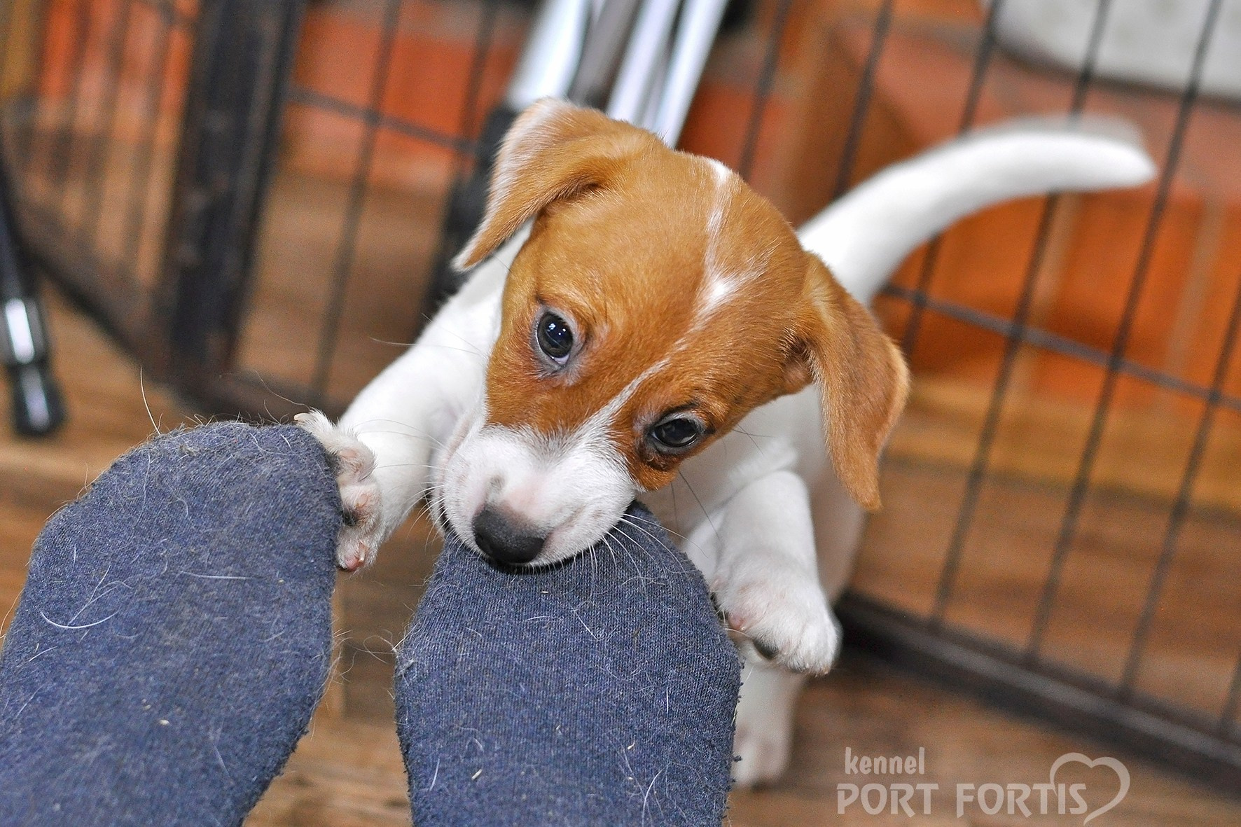 питомник порт фортис, kennel port fortis, джек рассел терьер, питомник джек рассел терьеров, kennel Jack russell terrier, щенки джек рассел терьера, купить щенка